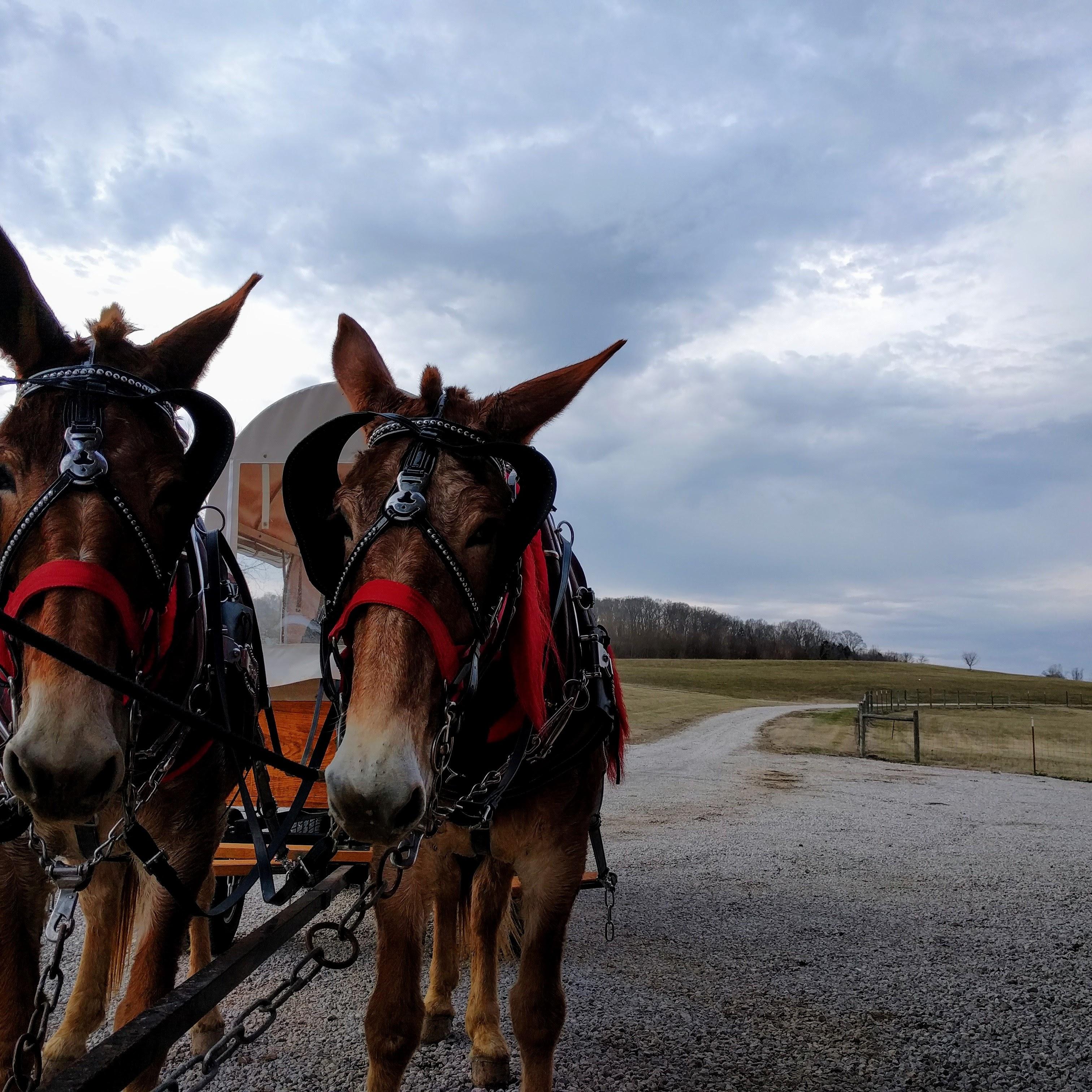 Thumbnail for "Episode 36: The Oregon Trailblazer". Thumbnail for "Episode 36: The Oregon Trailblazer".