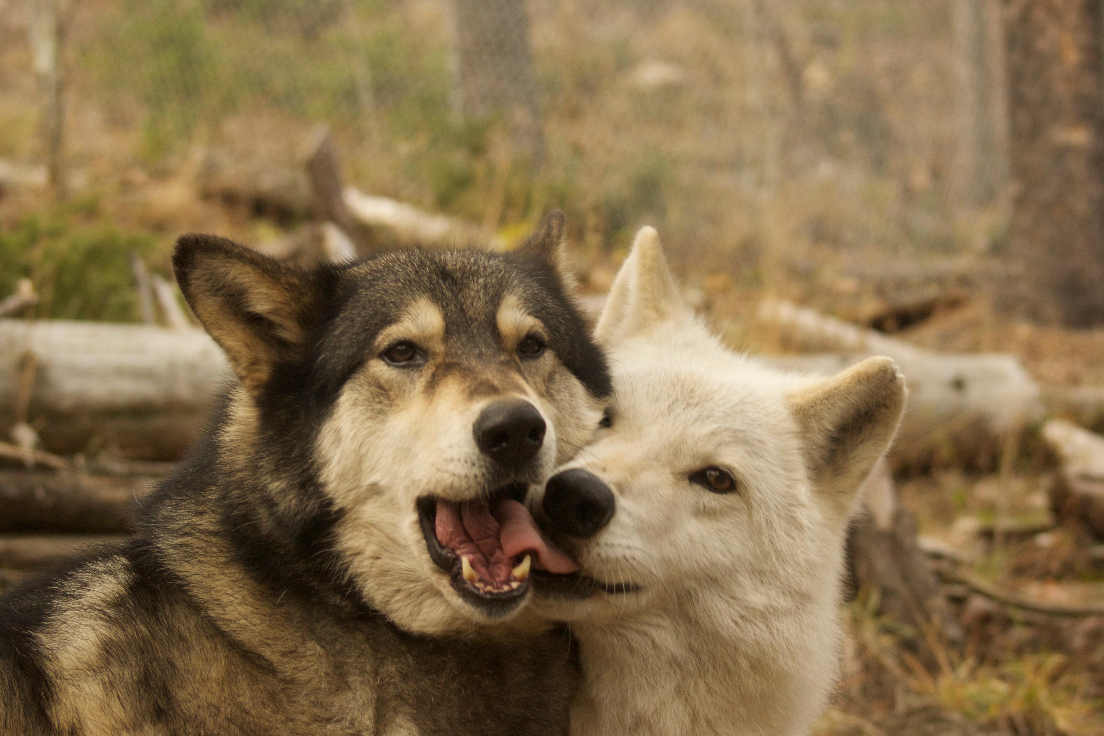 Thumbnail for "Episode 46: Sanctuary". Thumbnail for "Episode 46: Sanctuary".