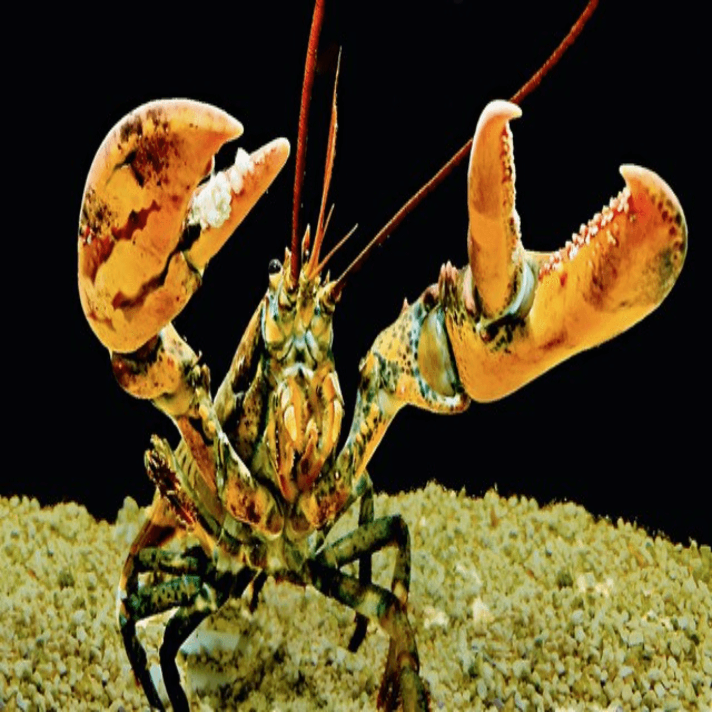 Thumbnail for "Episode 104: Hey now, you're a lob-star". Thumbnail for "Episode 104: Hey now, you're a lob-star".