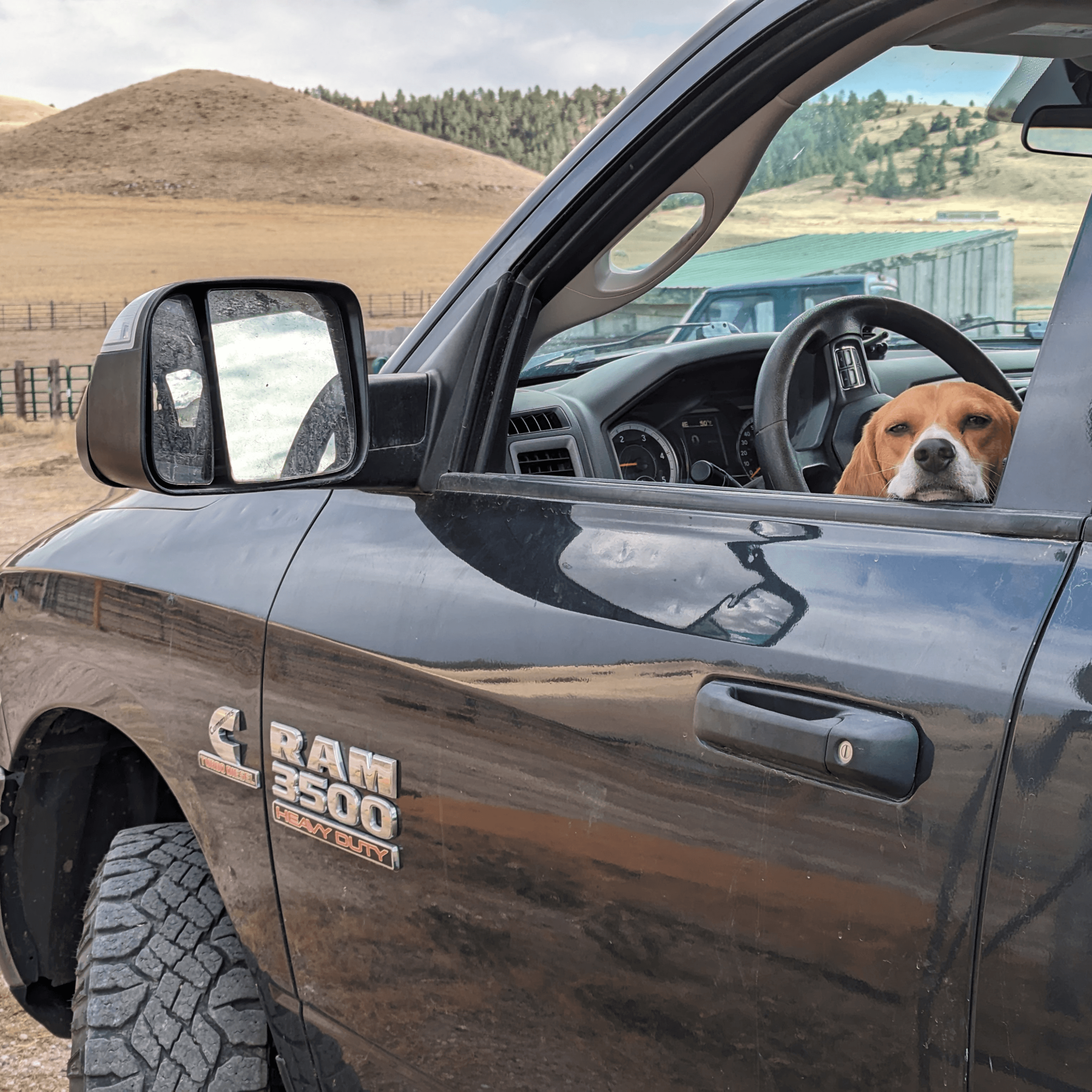 Thumbnail for "Episode 99: All Beagles Great and Small". Thumbnail for "Episode 99: All Beagles Great and Small".