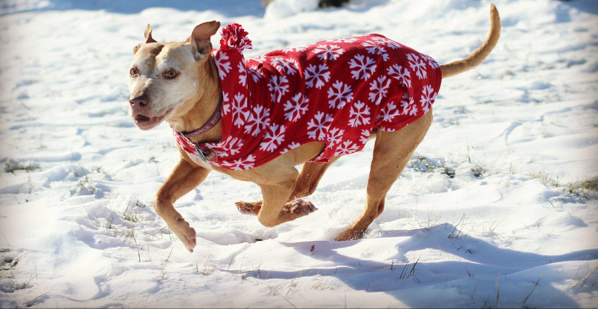 Thumbnail for "Episode 20: Dogs Are People, Too". Thumbnail for "Episode 20: Dogs Are People, Too".