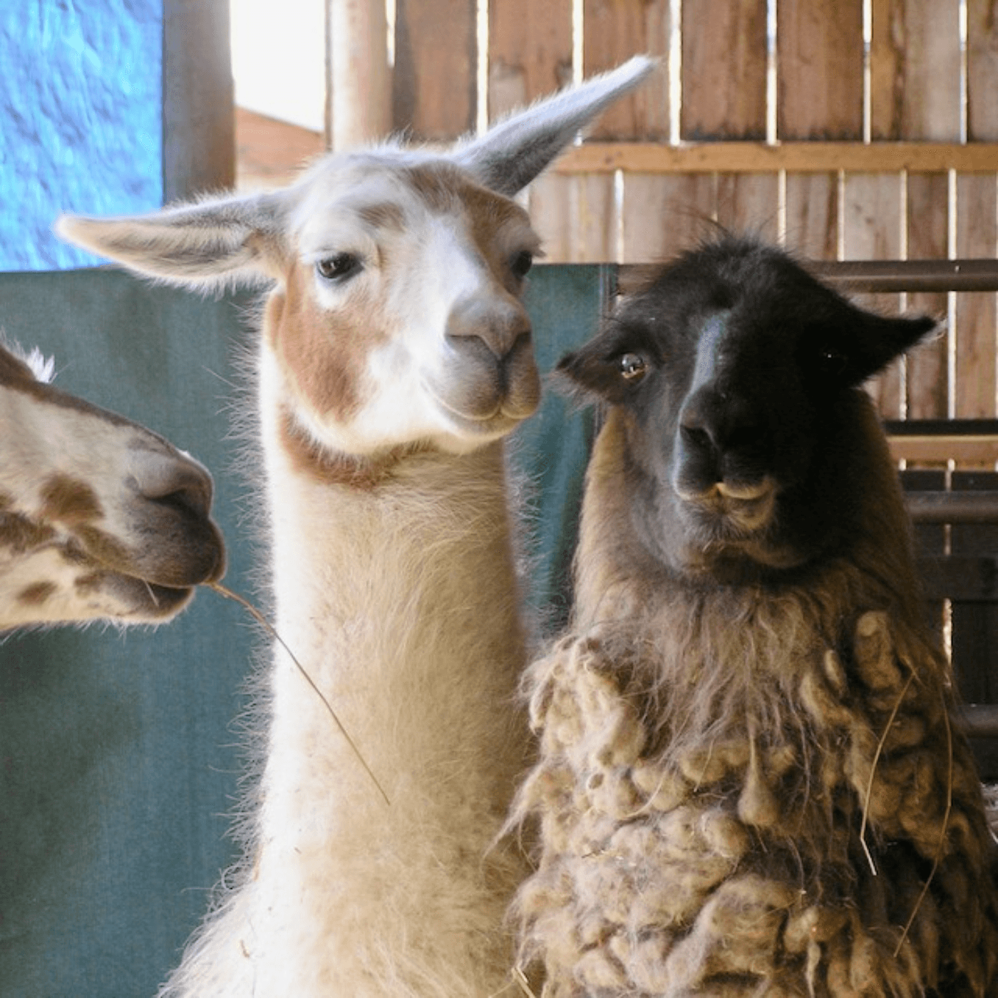 Thumbnail for "Episode 112: Buckaroo and The Blues". Thumbnail for "Episode 112: Buckaroo and The Blues".