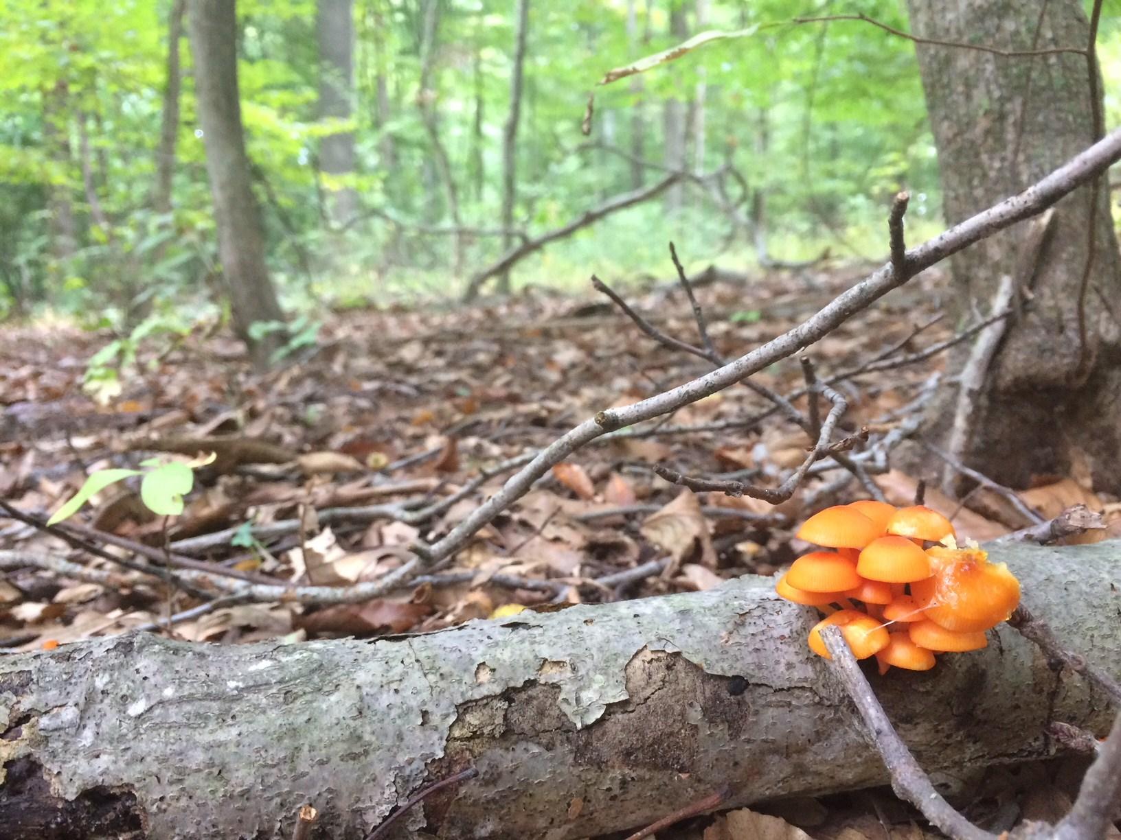 Thumbnail for "Episode 57: Forest Bathing". Thumbnail for "Episode 57: Forest Bathing".