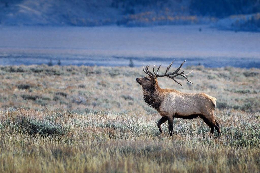 Thumbnail for "Episode 38: The Hunt". Thumbnail for "Episode 38: The Hunt".