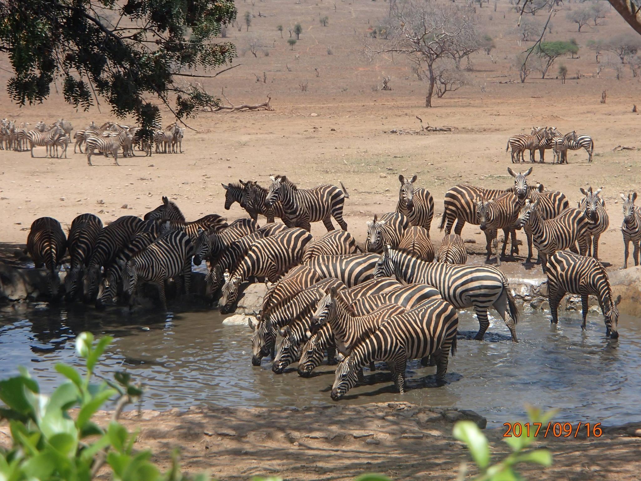 Thumbnail for "Episode 44: The Elephant Guardian". Thumbnail for "Episode 44: The Elephant Guardian".