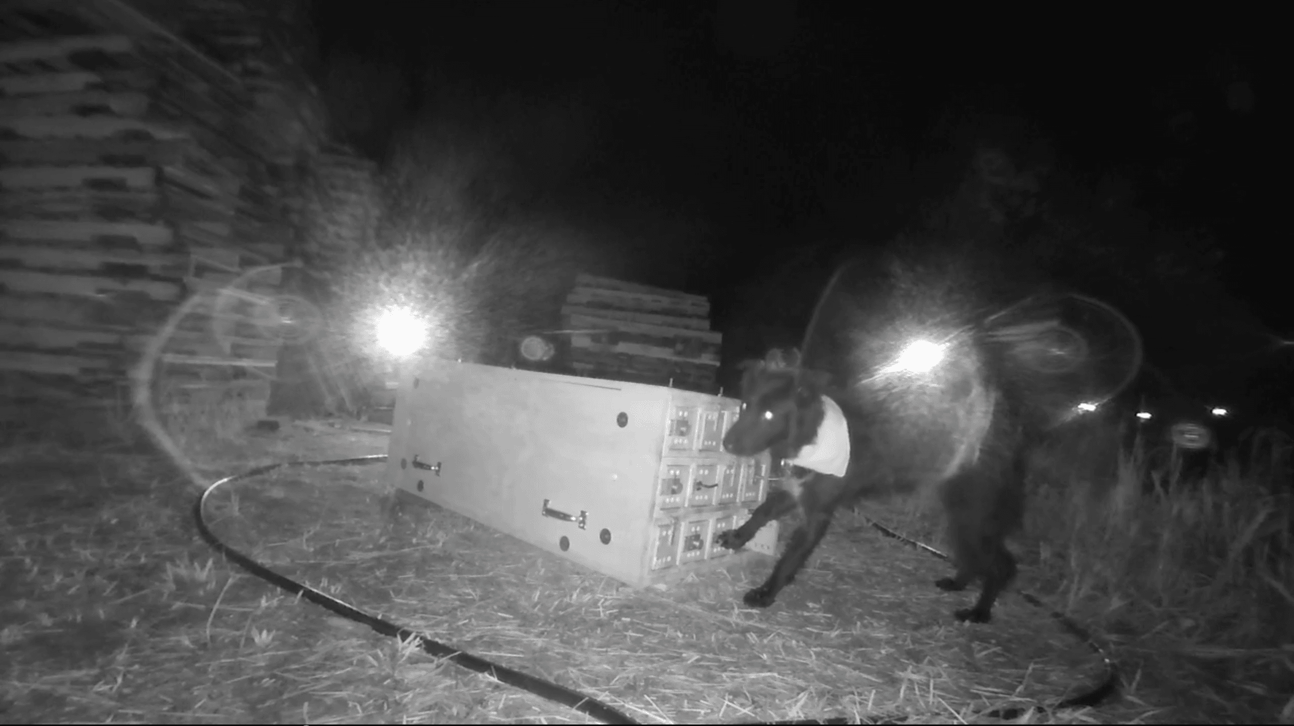 Thumbnail for "Episode 32: Trash Bandits And Border Collies". Thumbnail for "Episode 32: Trash Bandits And Border Collies".