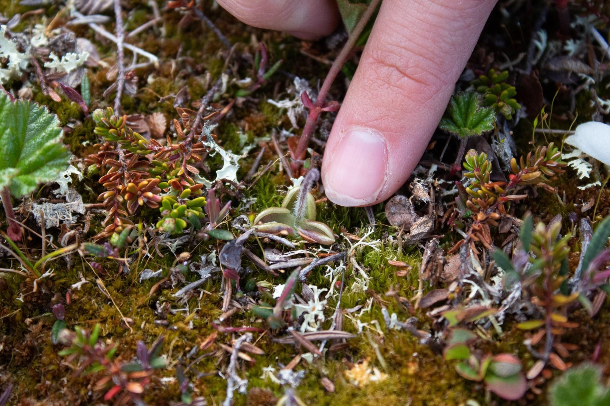 Thumbnail for "Episode 63: Impermafrost". Thumbnail for "Episode 63: Impermafrost".