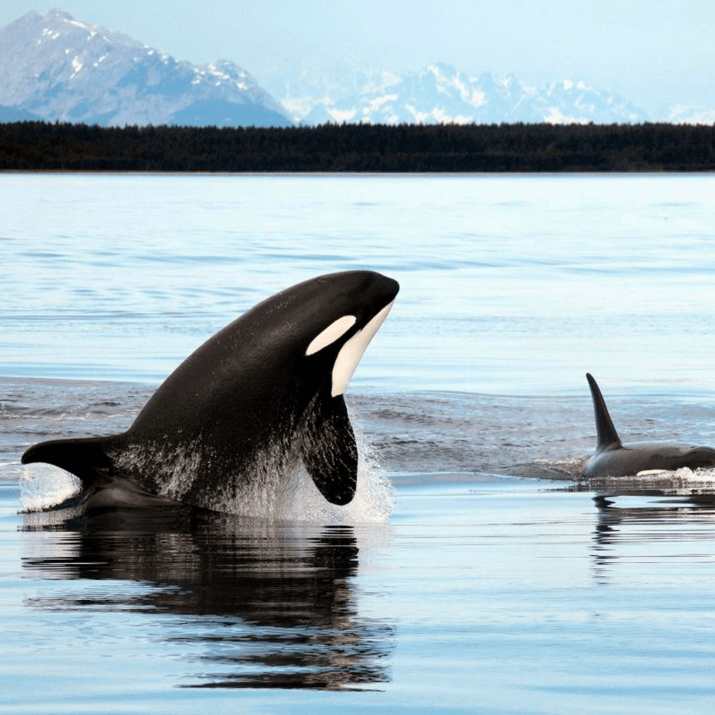 Thumbnail for "Episode 95: Close Encounters Of The Wild Kind III". Thumbnail for "Episode 95: Close Encounters Of The Wild Kind III".