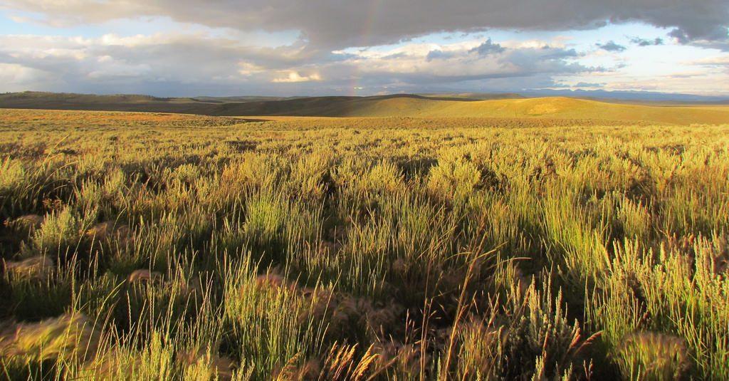 Thumbnail for "Episode 16: Amy And The Animals". Thumbnail for "Episode 16: Amy And The Animals".