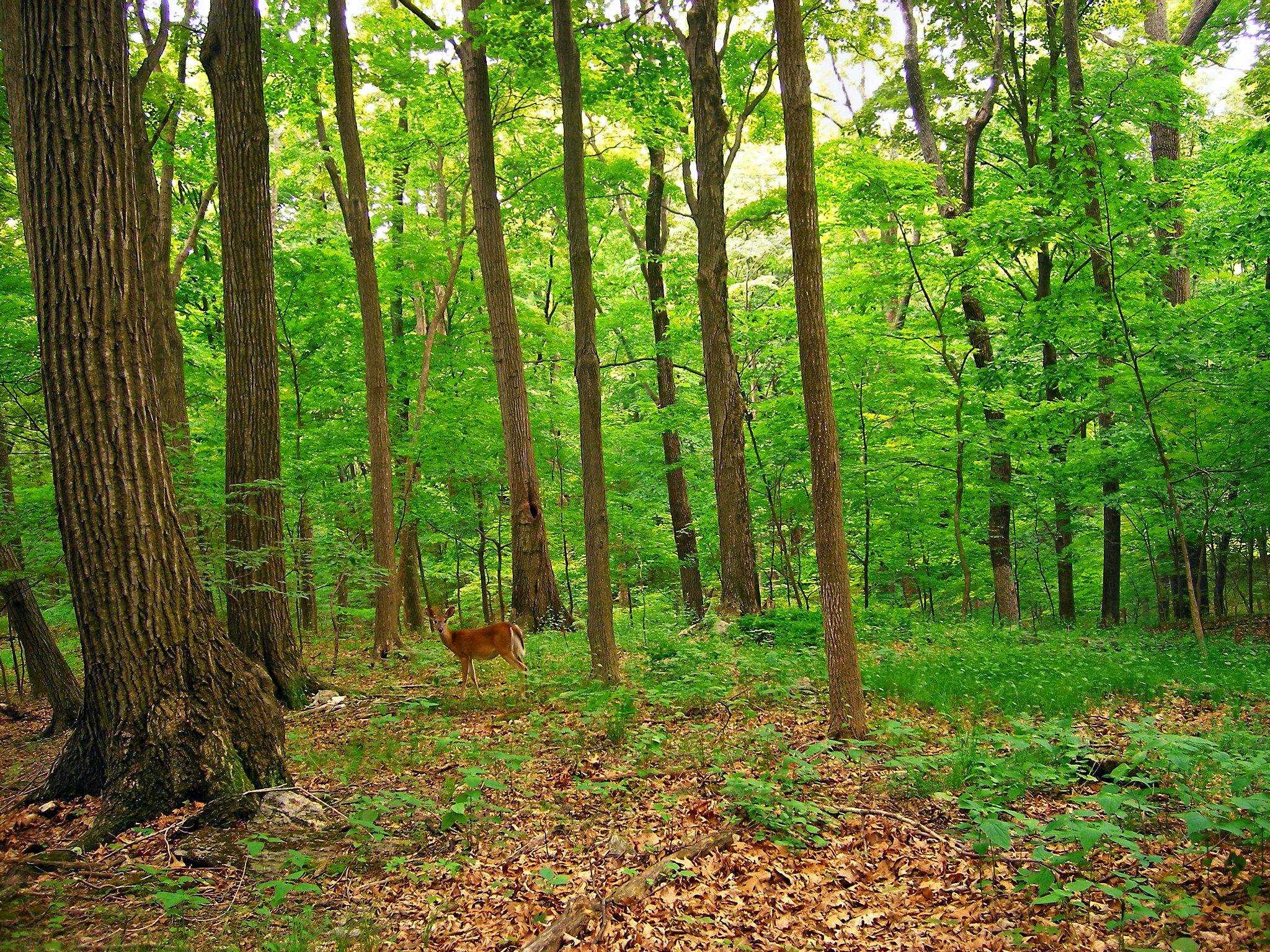 Thumbnail for "Episode 68: All The World’s A Deer Stand". Thumbnail for "Episode 68: All The World’s A Deer Stand".