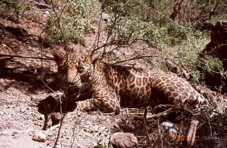 Thumbnail for "Episode 54: A Life For Science". Thumbnail for "Episode 54: A Life For Science".