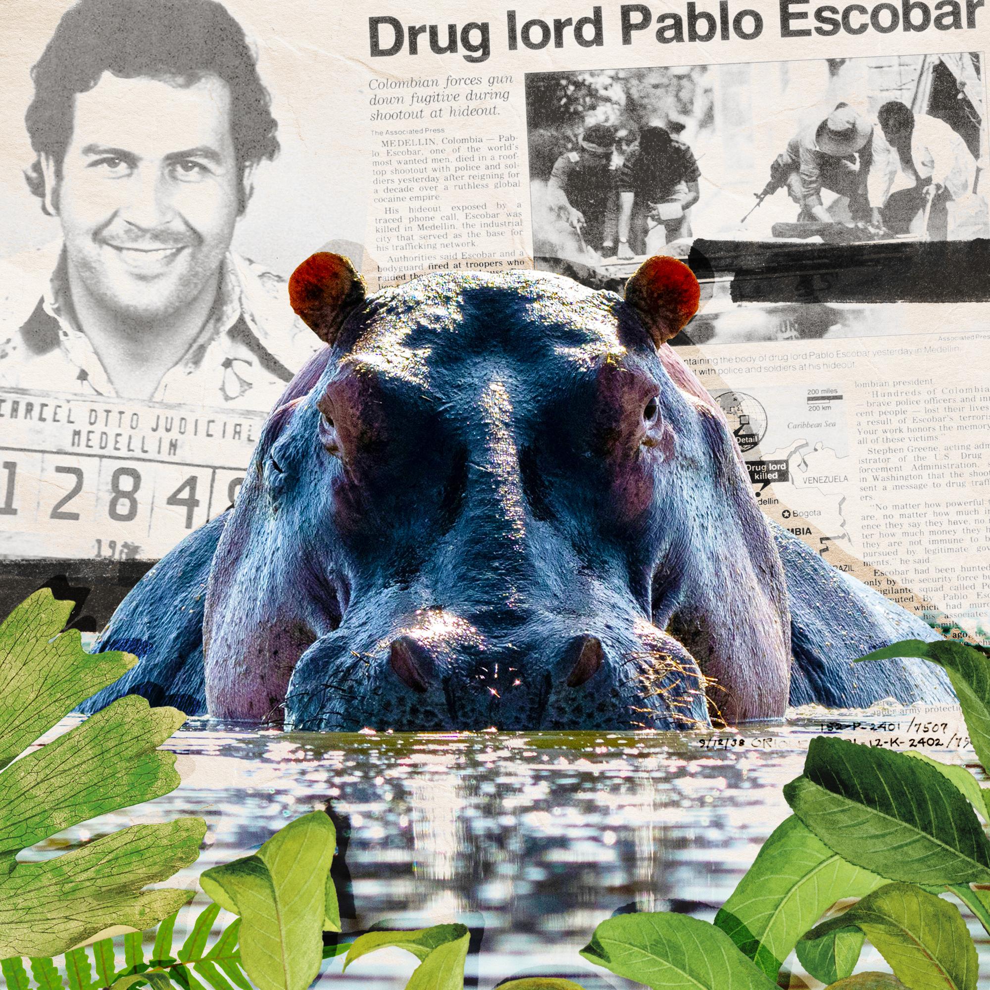 Thumbnail for "The Wild Story of What Happened to Pablo Escobar’s Hungry, Hungry Hippos". Thumbnail for "The Wild Story of What Happened to Pablo Escobar’s Hungry, Hungry Hippos".