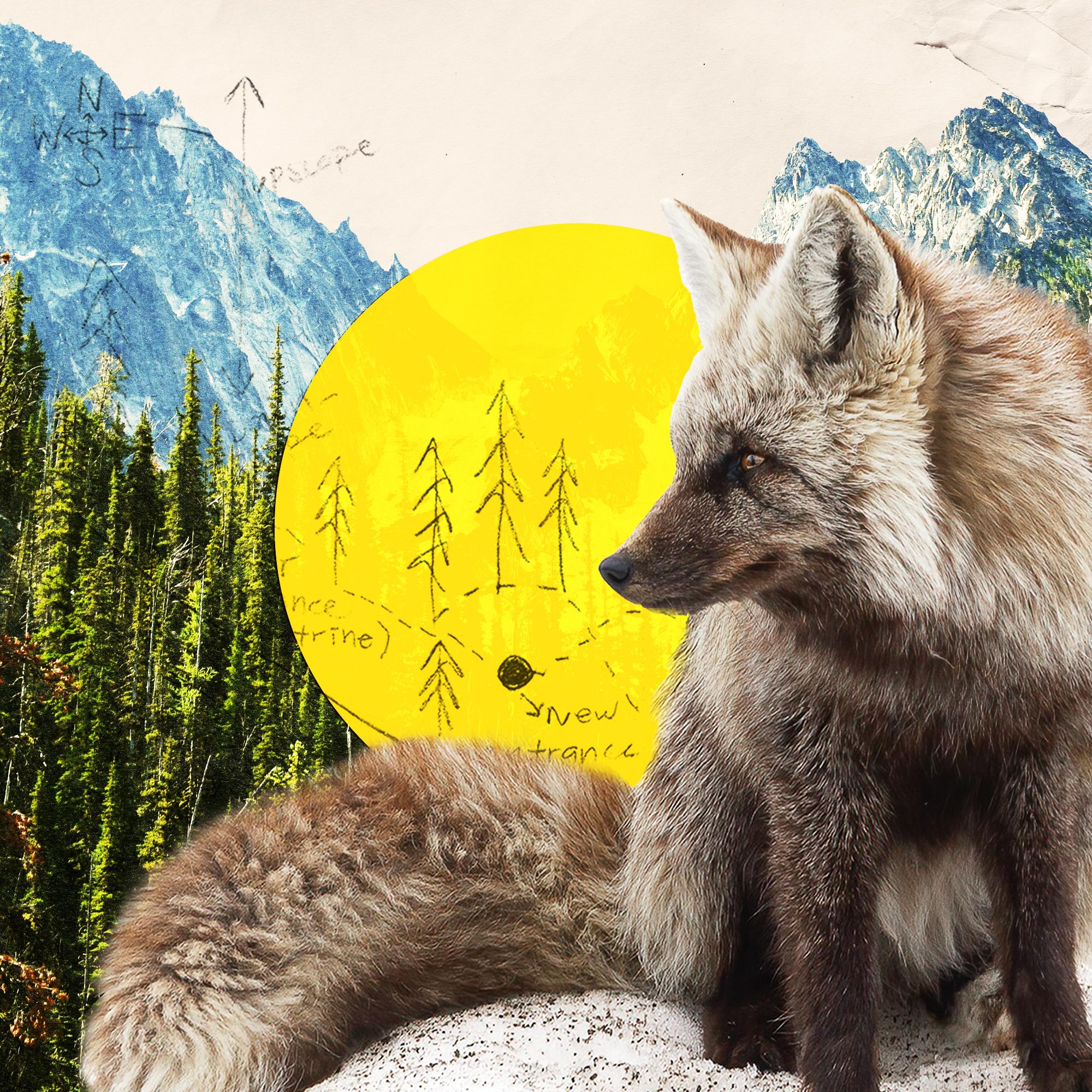 Thumbnail for "A Photographer's Glimpse Into the Dwindling World of the Cascade Red Fox". Thumbnail for "A Photographer's Glimpse Into the Dwindling World of the Cascade Red Fox".