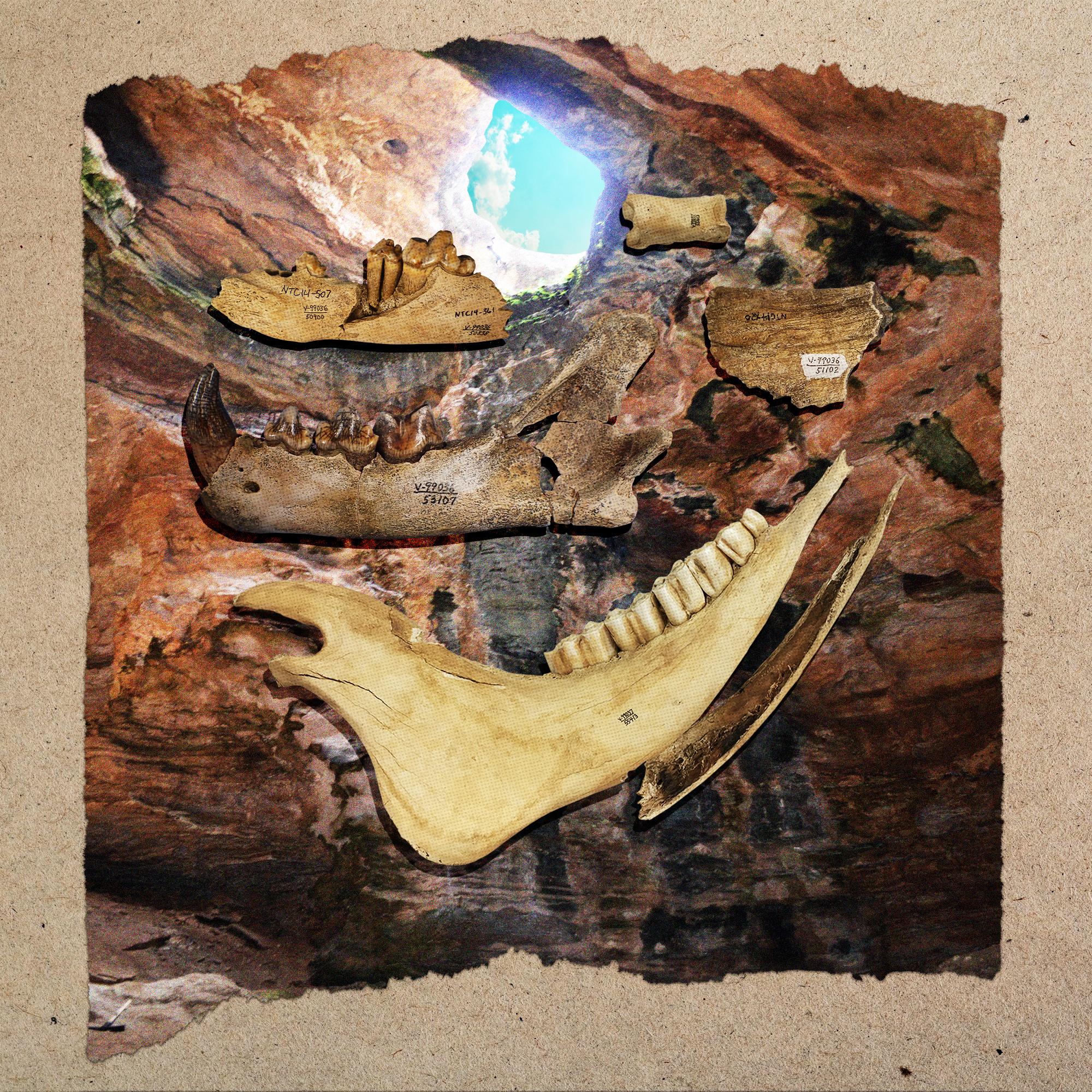 Thumbnail for "The Prehistoric Cave That Trapped and Entombed Animals for Millennia". Thumbnail for "The Prehistoric Cave That Trapped and Entombed Animals for Millennia".