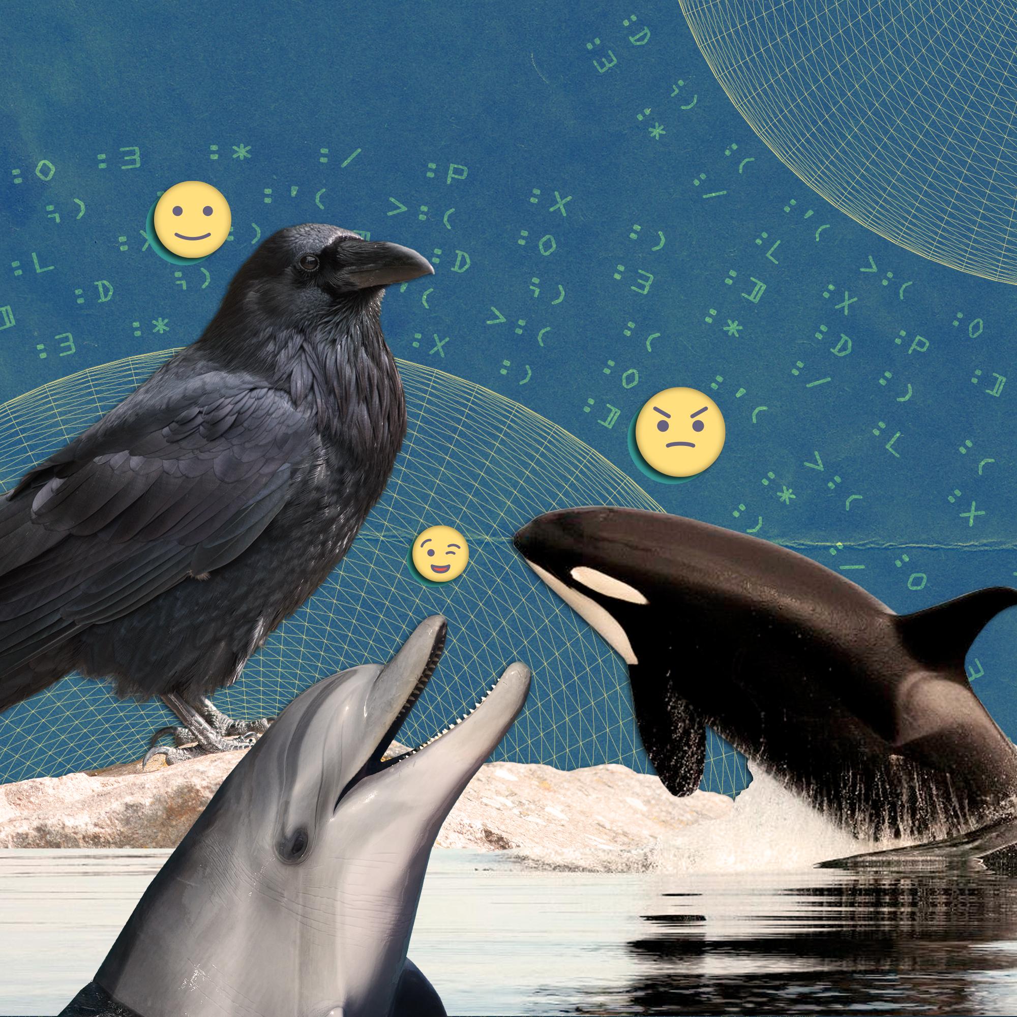 Thumbnail for "ENCORE: Those Orcas (Still) Aren't Doing What You Think". Thumbnail for "ENCORE: Those Orcas (Still) Aren't Doing What You Think".