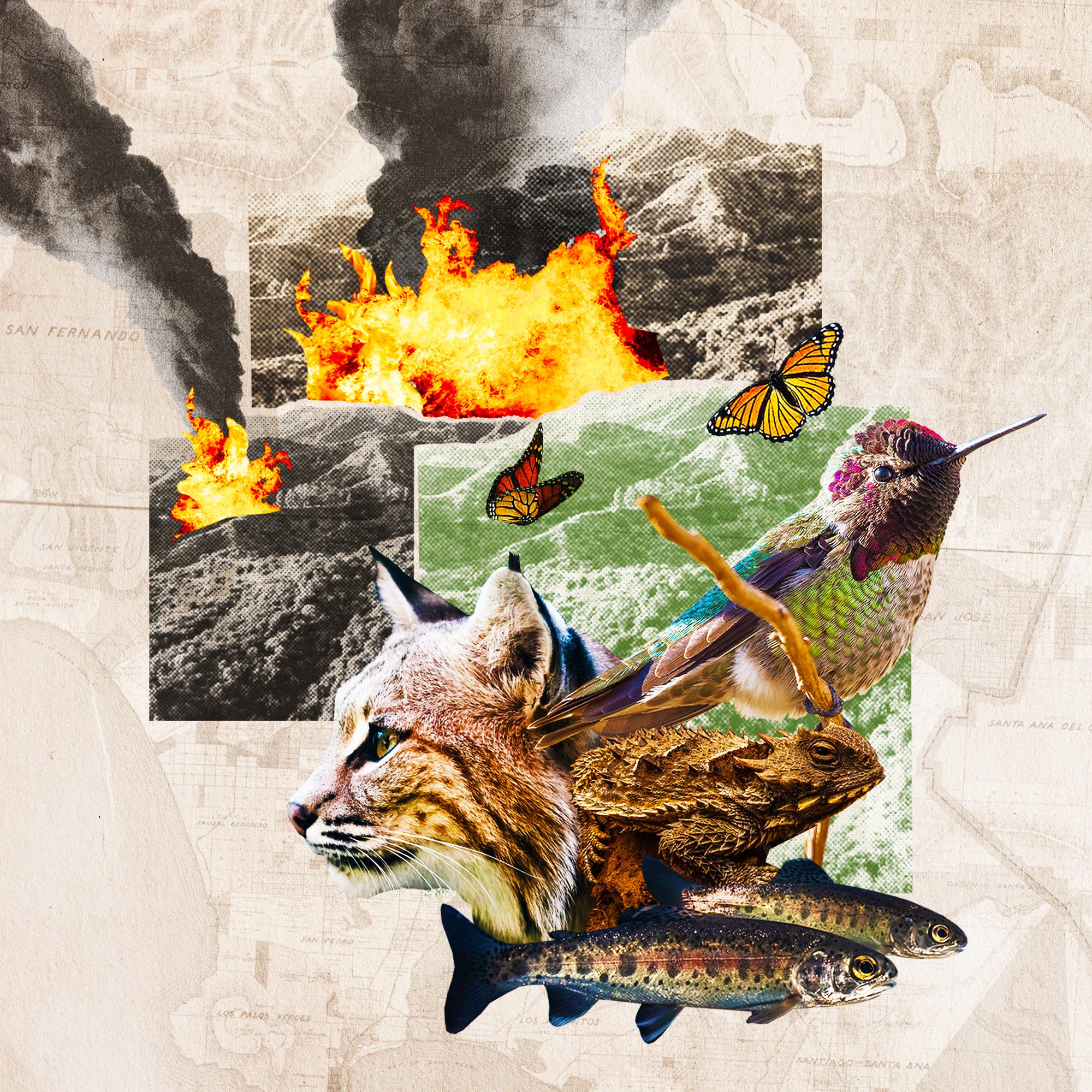 Thumbnail for "Looking Back on the L.A. Wildfires Through the Lens of Two Photographers". Thumbnail for "Looking Back on the L.A. Wildfires Through the Lens of Two Photographers".