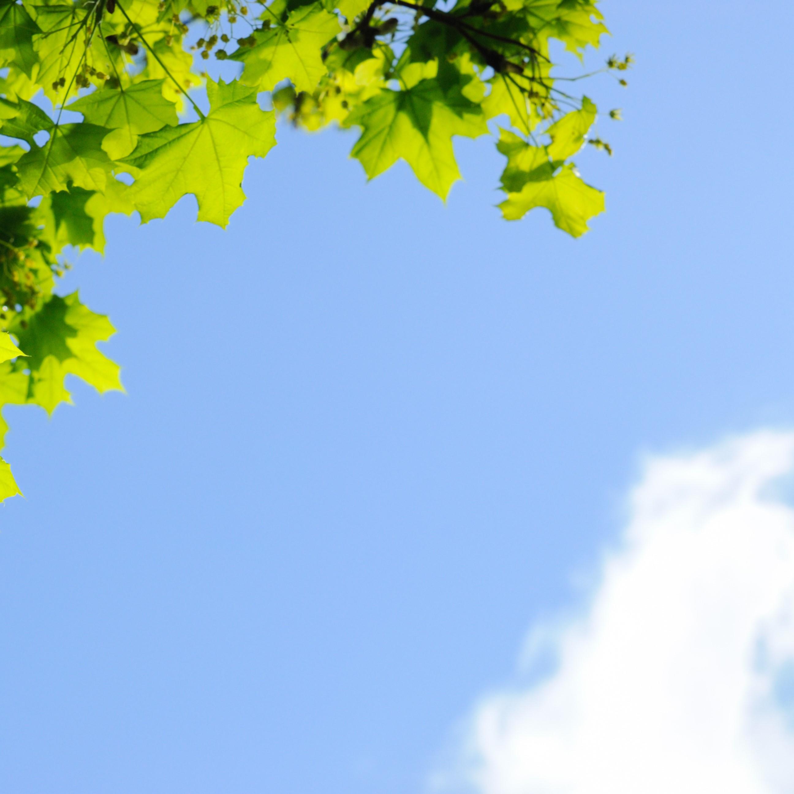 Thumbnail for "S2:EP2 Air: Planting 20M Trees by 2030". Thumbnail for "S2:EP2 Air: Planting 20M Trees by 2030".