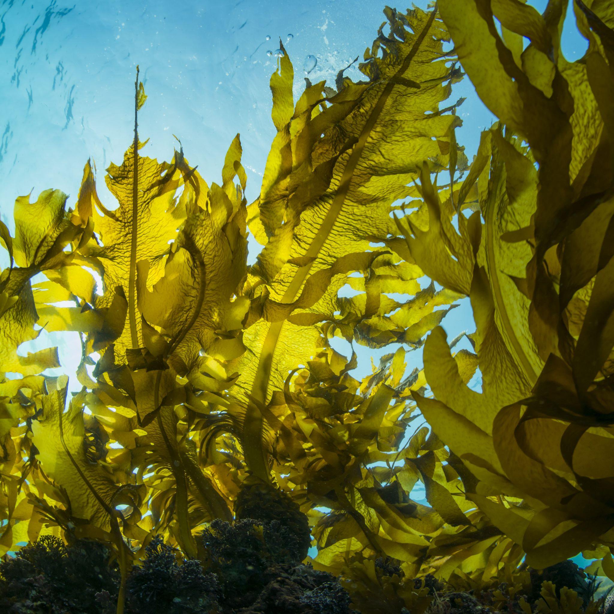 Thumbnail for "S2:EP4 Water: Carbon Sinking Kelp Farms". Thumbnail for "S2:EP4 Water: Carbon Sinking Kelp Farms".