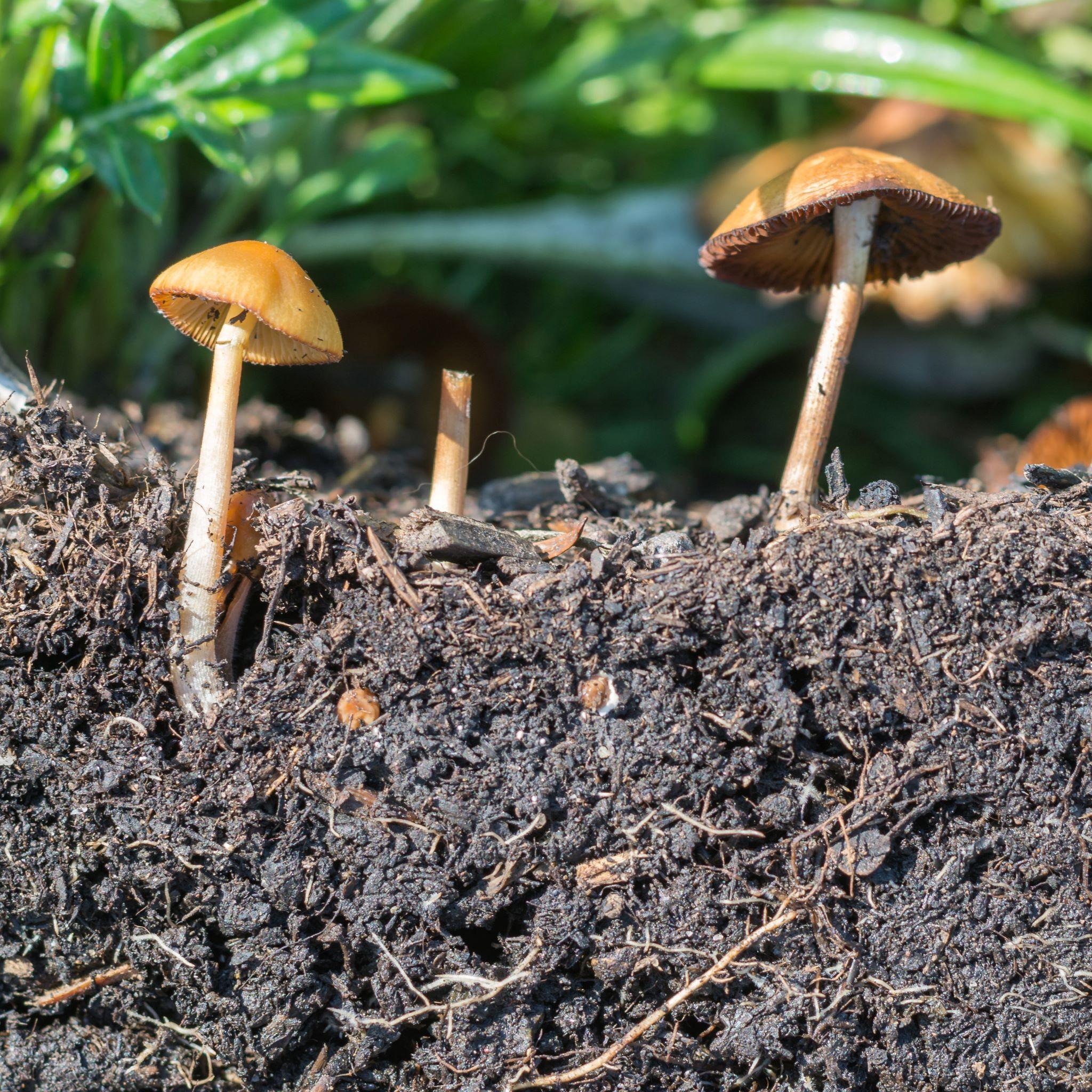 Thumbnail for "S2:EP1 Earth: Mushrooms and the Future of Meat". Thumbnail for "S2:EP1 Earth: Mushrooms and the Future of Meat".