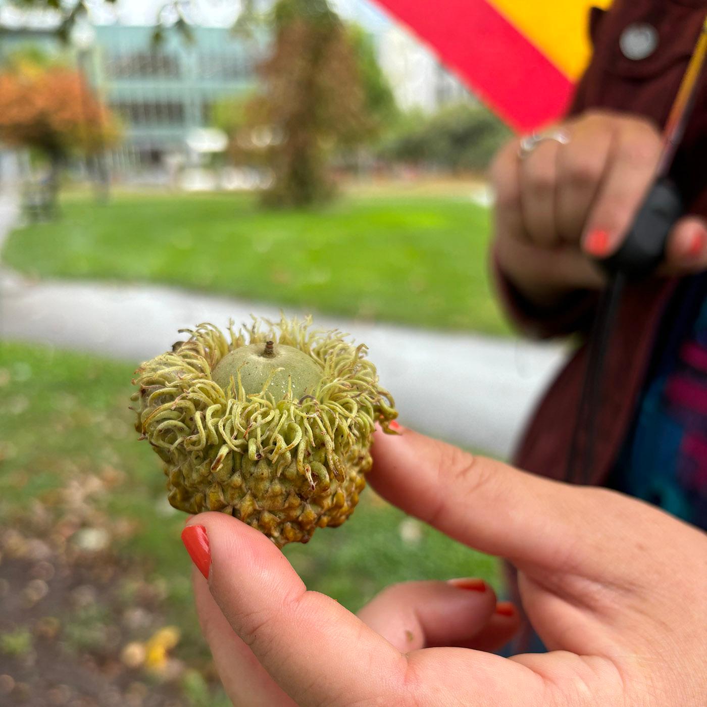 Thumbnail for "Eats Wild Episode 7: Acorns are not just for squirrels". Thumbnail for "Eats Wild Episode 7: Acorns are not just for squirrels".