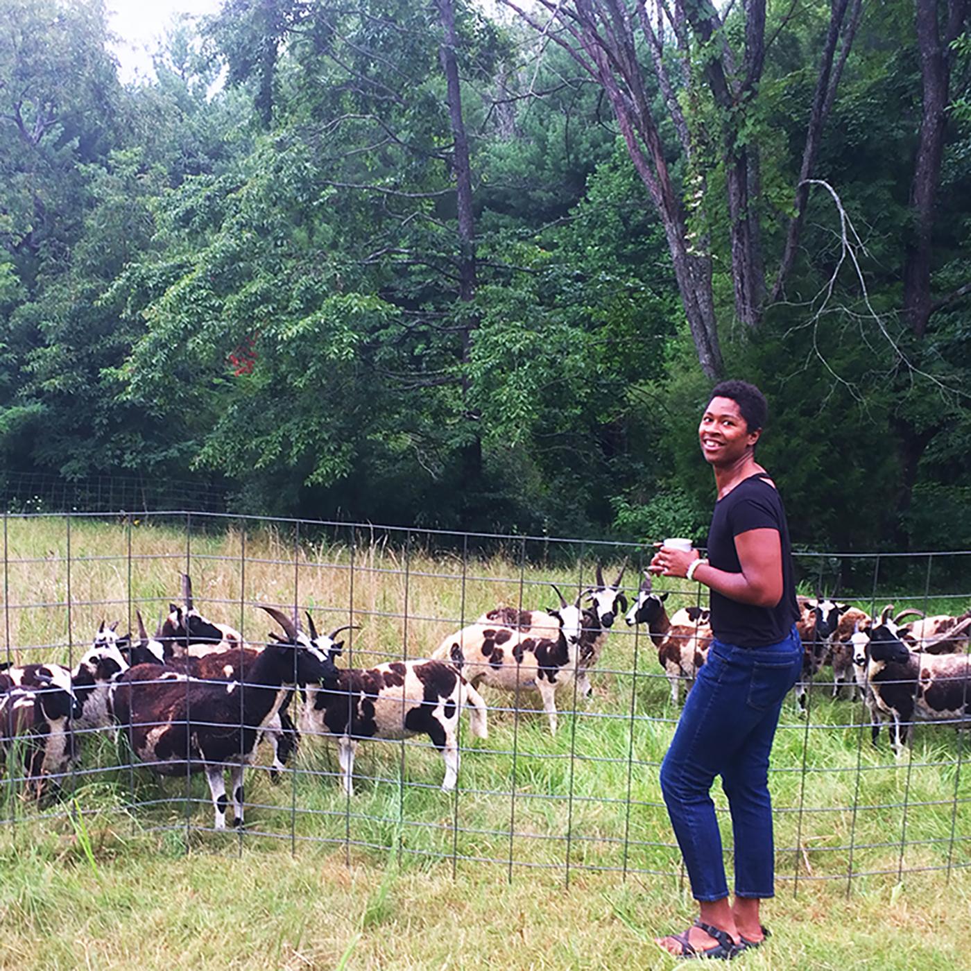 Thumbnail for "Home is where the sheep are". Thumbnail for "Home is where the sheep are".