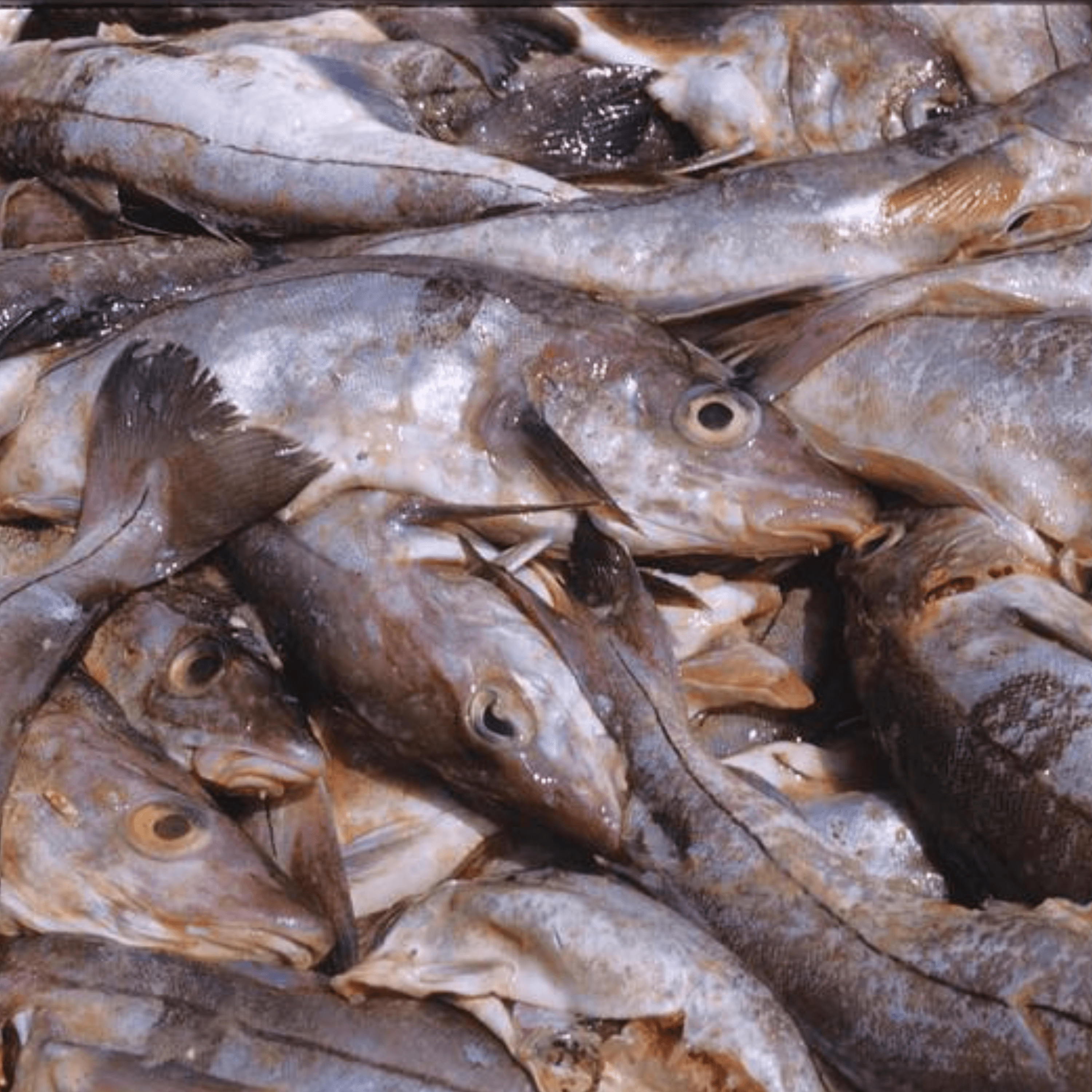 Thumbnail for "Catching The Codfather | 5. Painting Fish". Thumbnail for "Catching The Codfather | 5. Painting Fish".