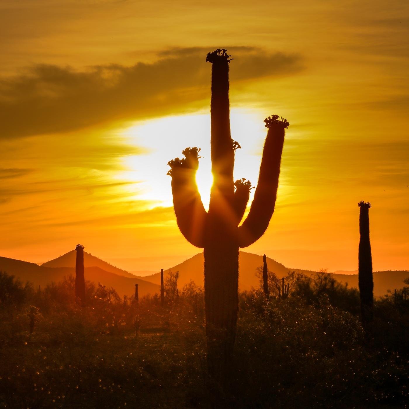 Thumbnail for "The Desert Ain’t Here to Inspire". Thumbnail for "The Desert Ain’t Here to Inspire".