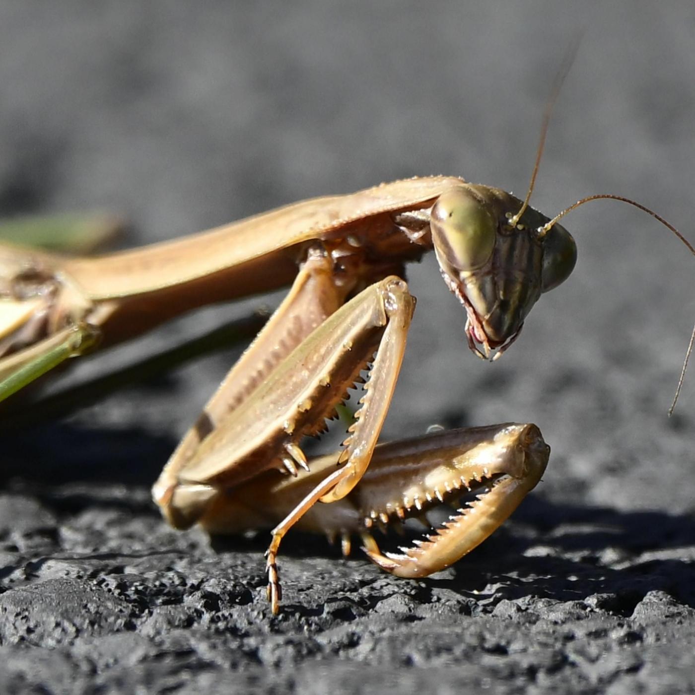 Thumbnail for "Dying Mantis". Thumbnail for "Dying Mantis".