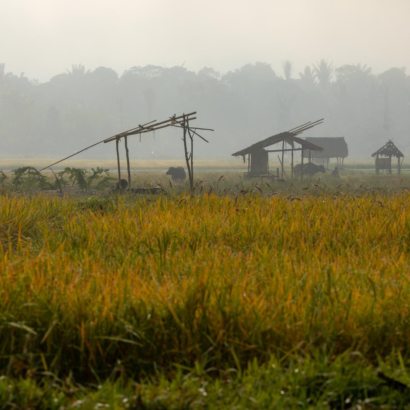 Thumbnail for "Field". Thumbnail for "Field".