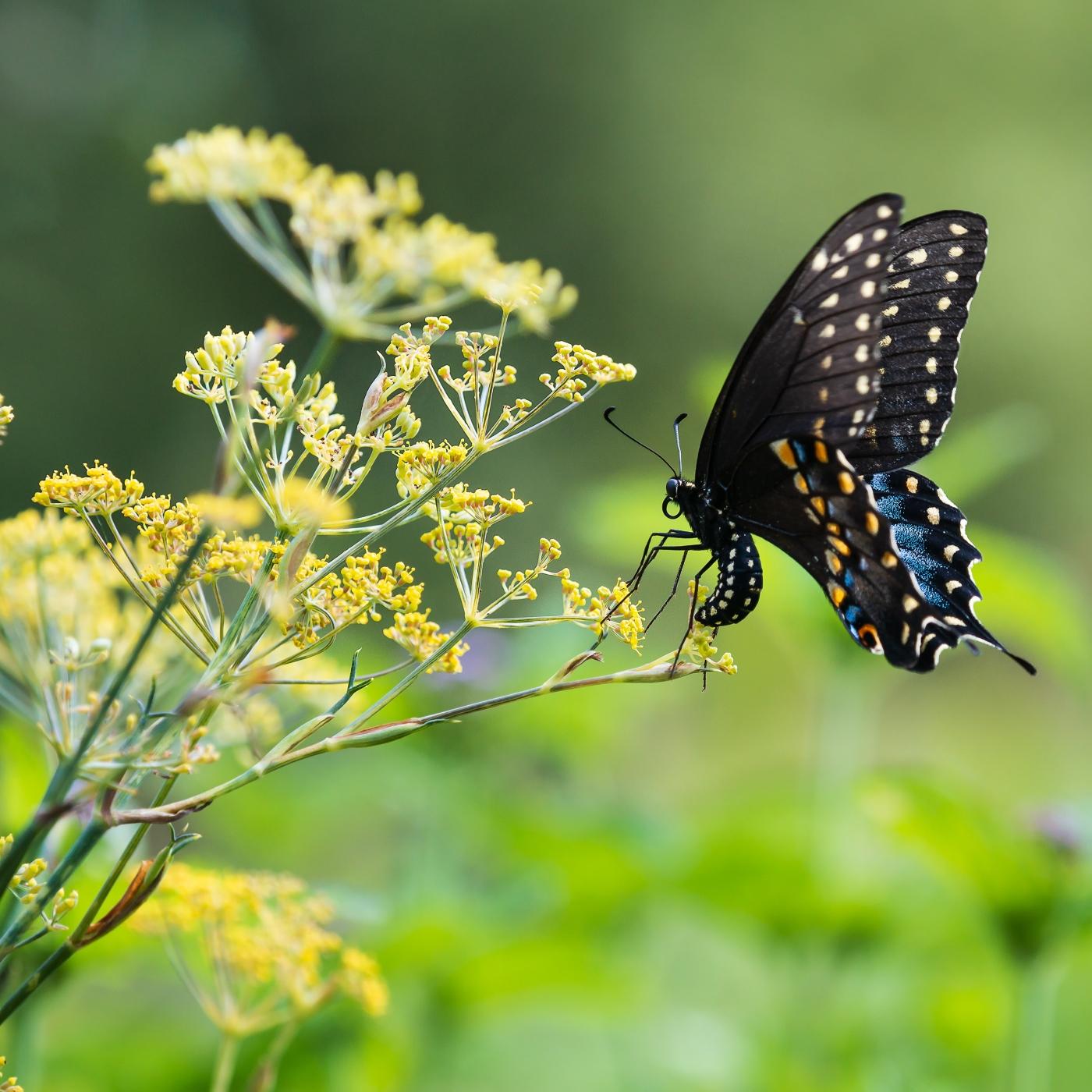 Thumbnail for "Swallowtail". Thumbnail for "Swallowtail".