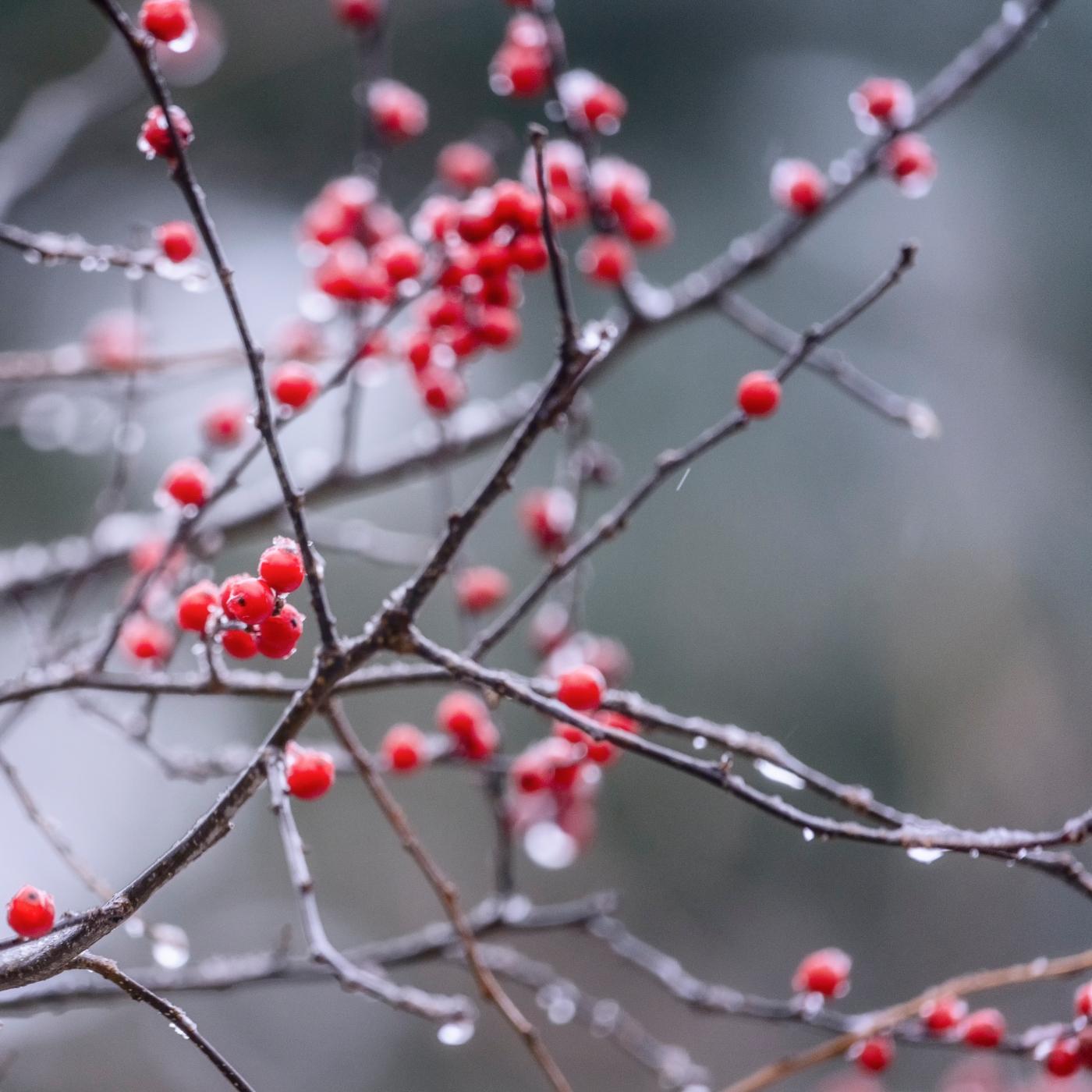 Thumbnail for "Winter Berries". Thumbnail for "Winter Berries".