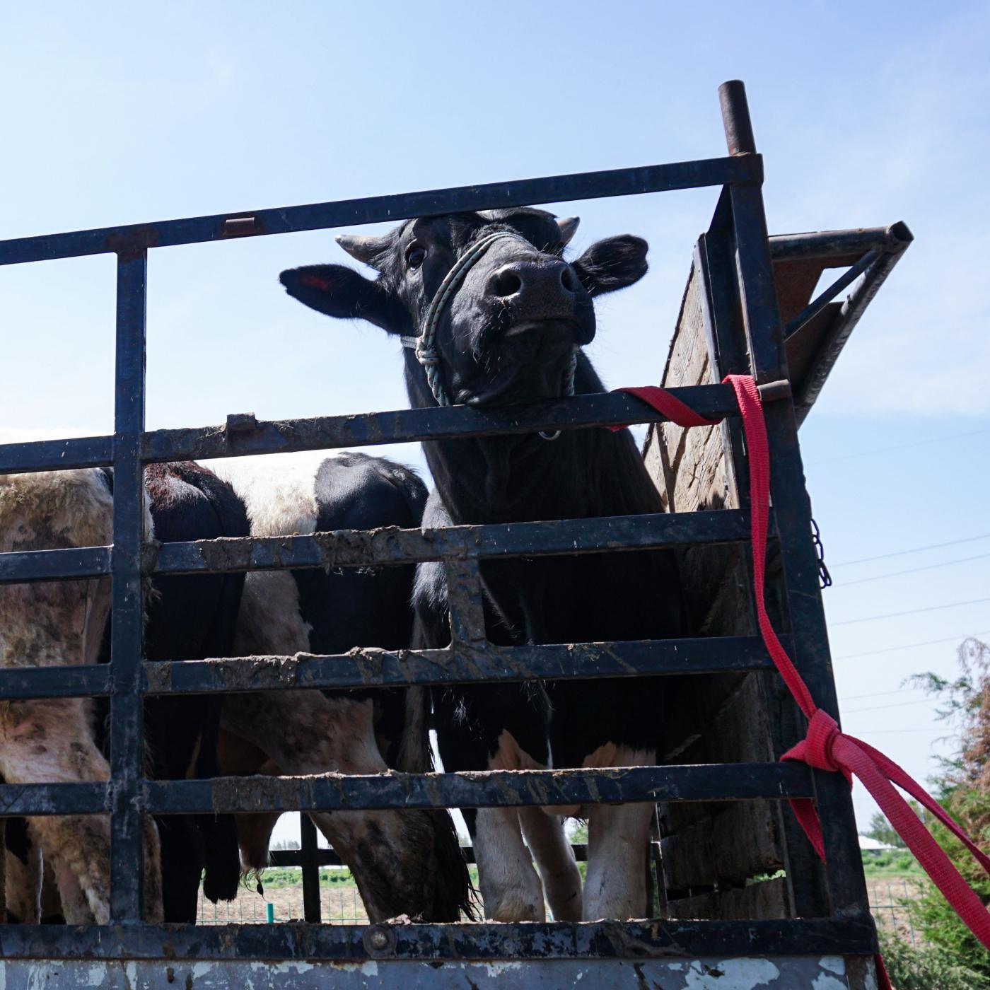 Thumbnail for "The Stockyards". Thumbnail for "The Stockyards".