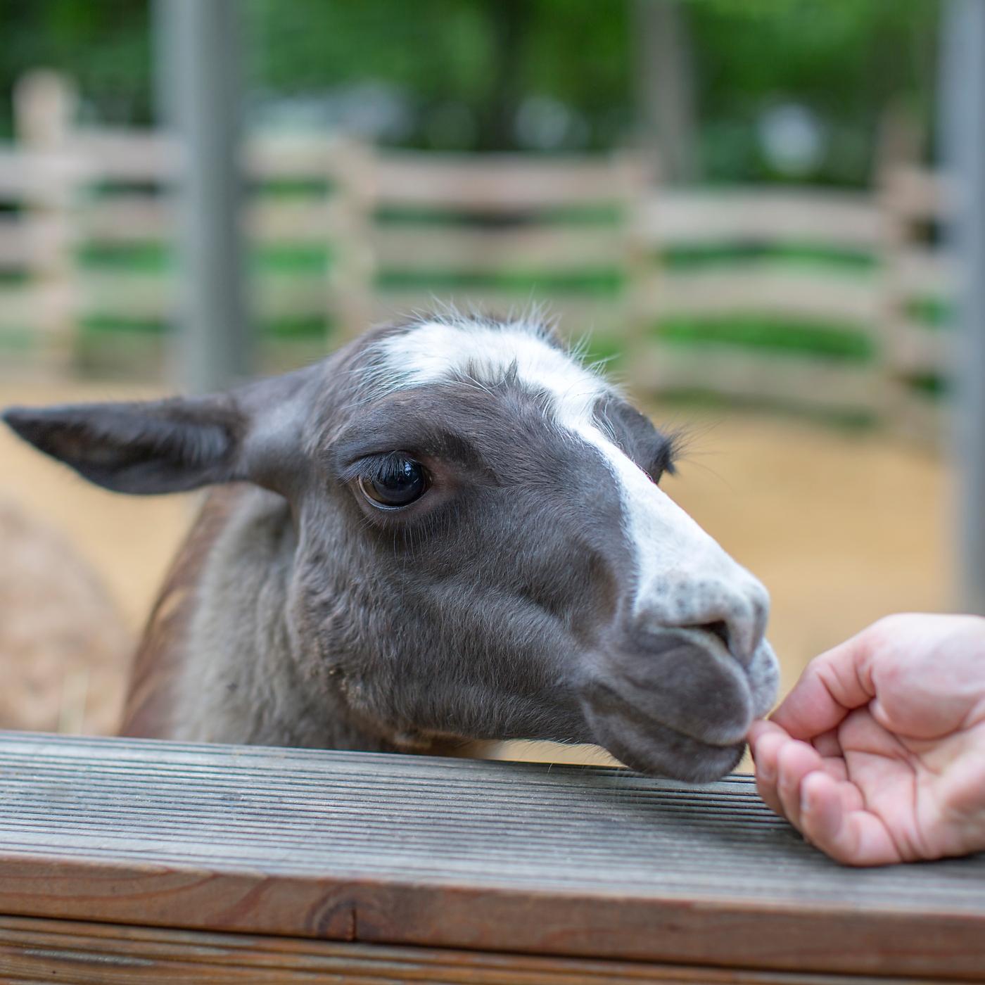 Thumbnail for "How to Pet a Llama". Thumbnail for "How to Pet a Llama".