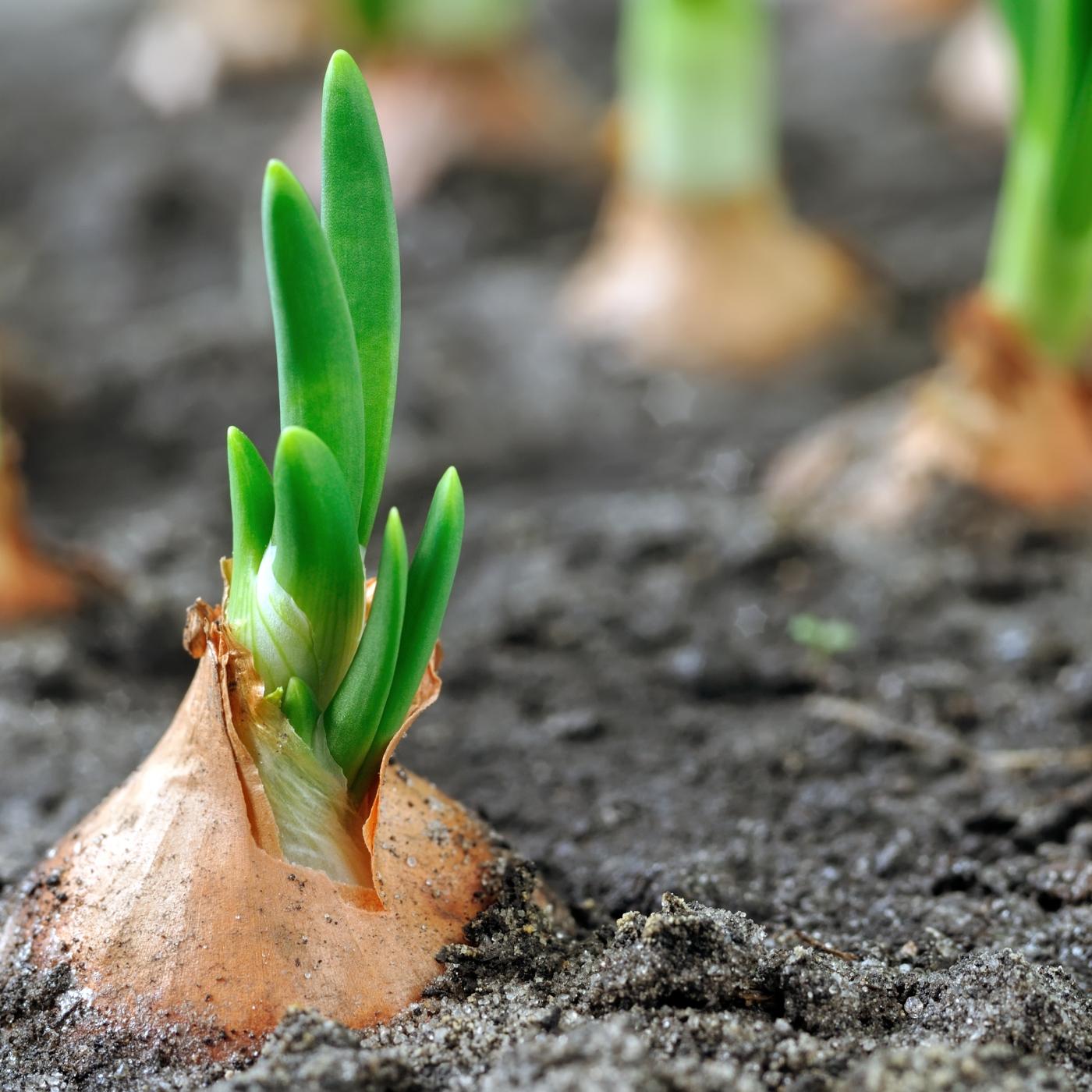 Thumbnail for "Song for the Onion". Thumbnail for "Song for the Onion".