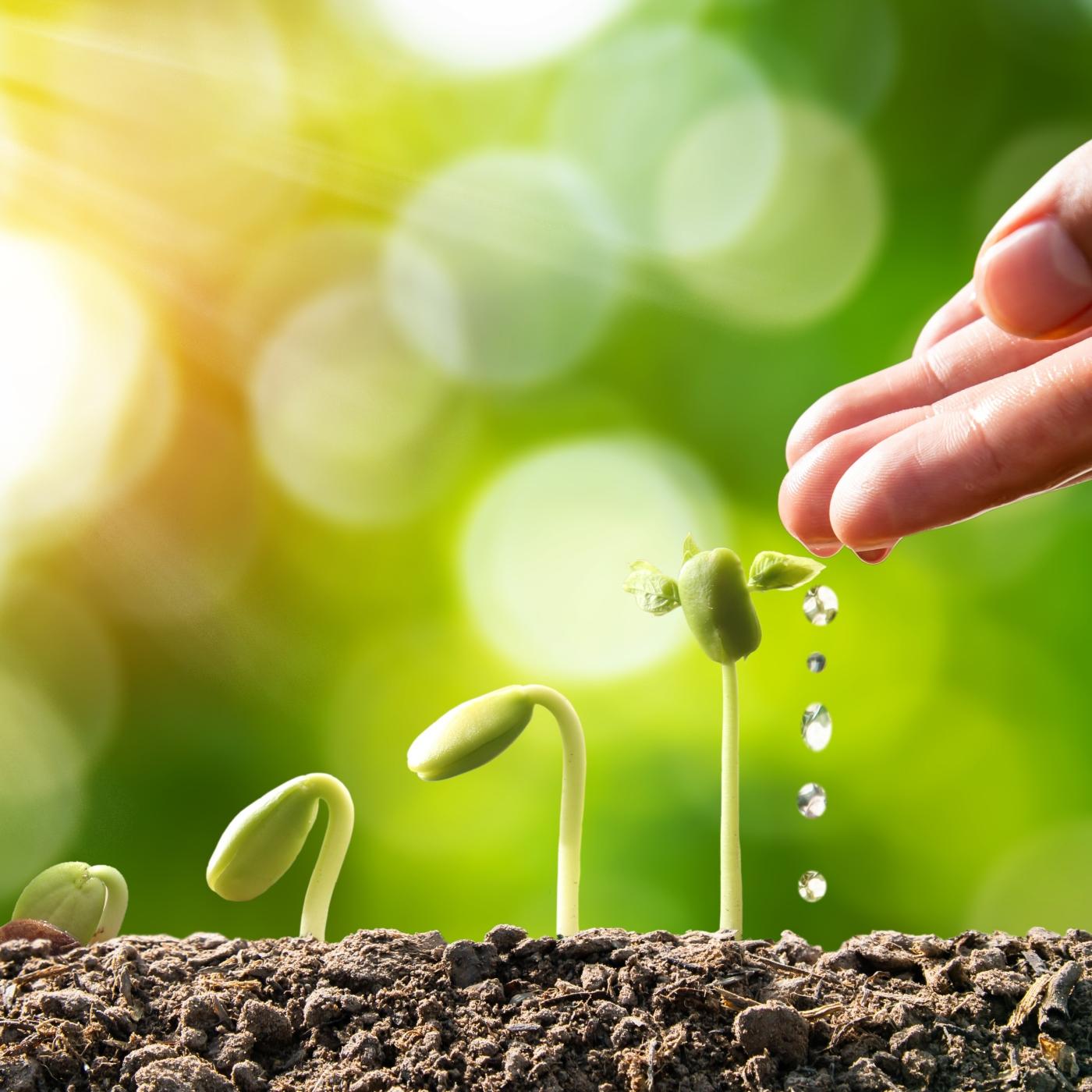 Thumbnail for "Seedlings". Thumbnail for "Seedlings".