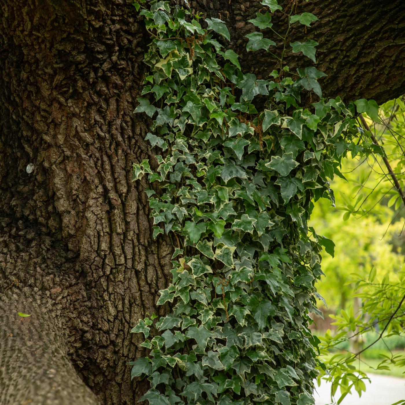 Thumbnail for "Invasive Species". Thumbnail for "Invasive Species".