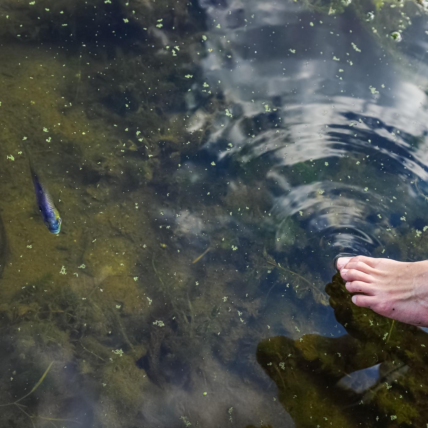 Thumbnail for "Suspended Bluegill". Thumbnail for "Suspended Bluegill".