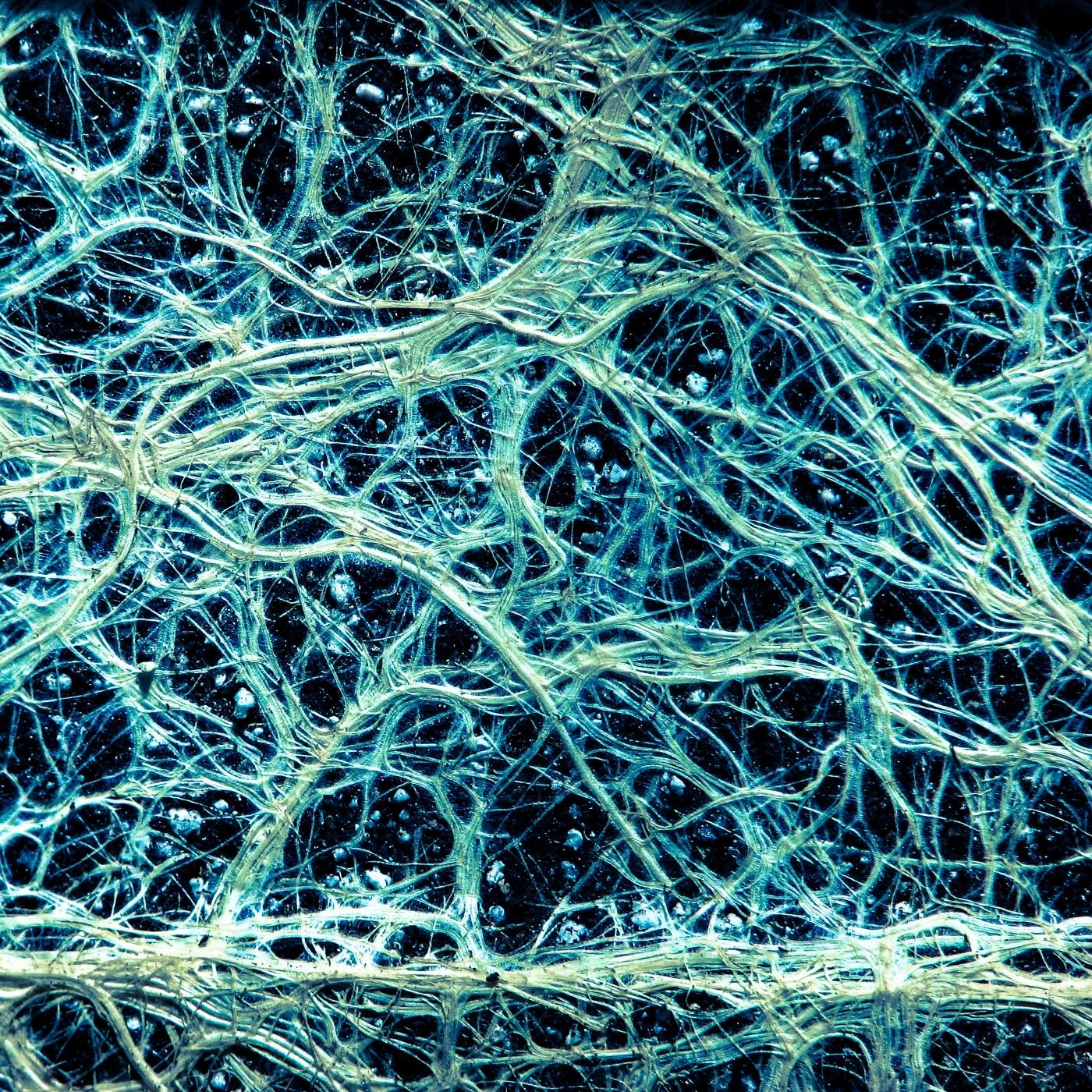 Thumbnail for "The Roots of Kindness". Thumbnail for "The Roots of Kindness".