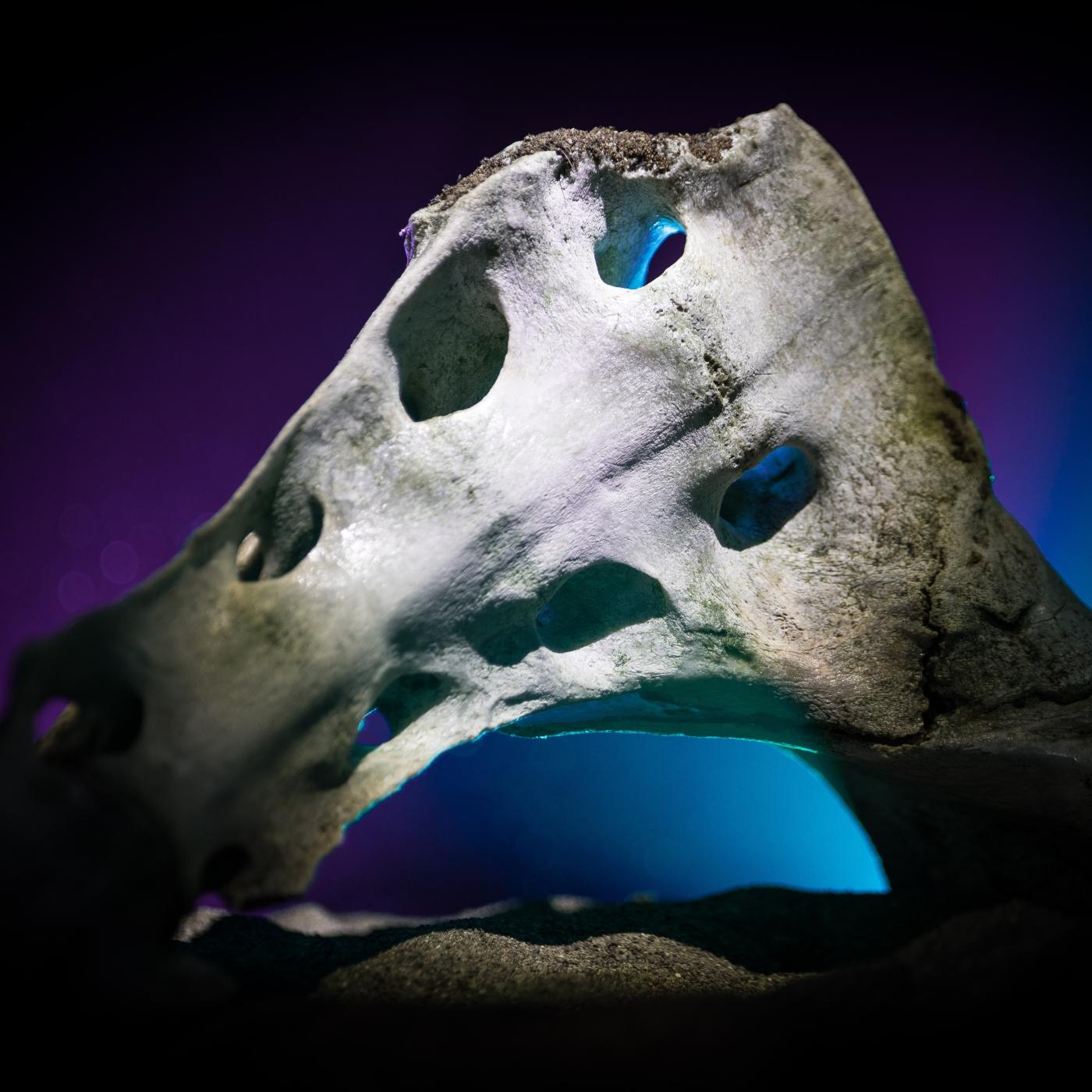 Thumbnail for "Not the Moon But a Cattle Skull". Thumbnail for "Not the Moon But a Cattle Skull".