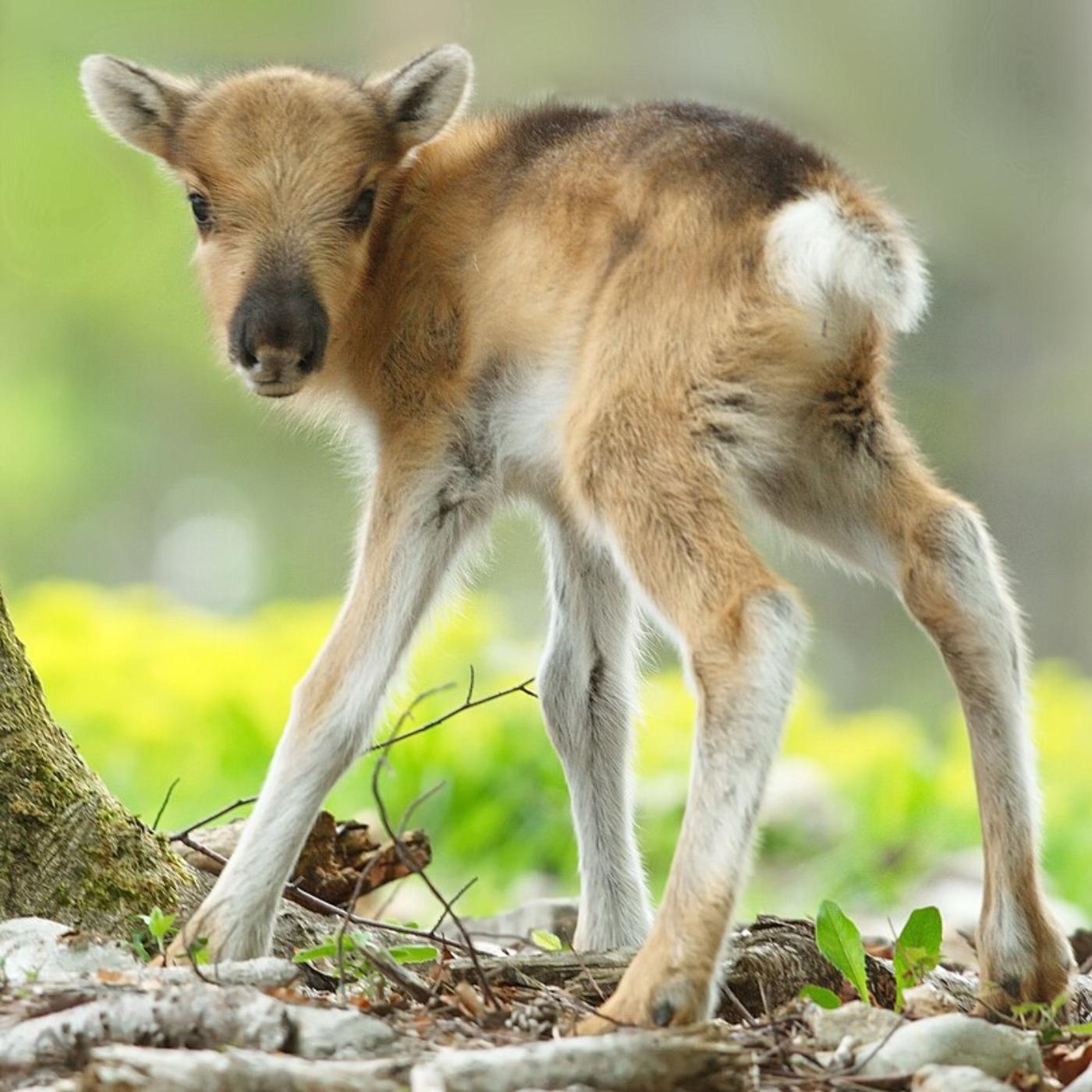 Thumbnail for "Feeding an Orphan Reindeer Fawn". Thumbnail for "Feeding an Orphan Reindeer Fawn".