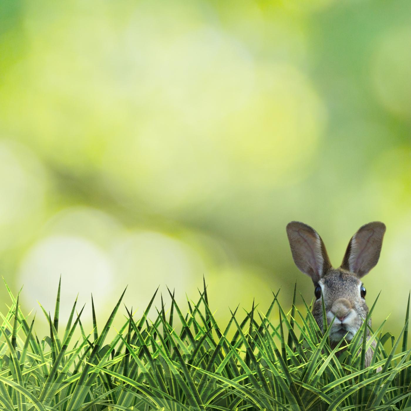 Thumbnail for "Rabbit Mysteries". Thumbnail for "Rabbit Mysteries".