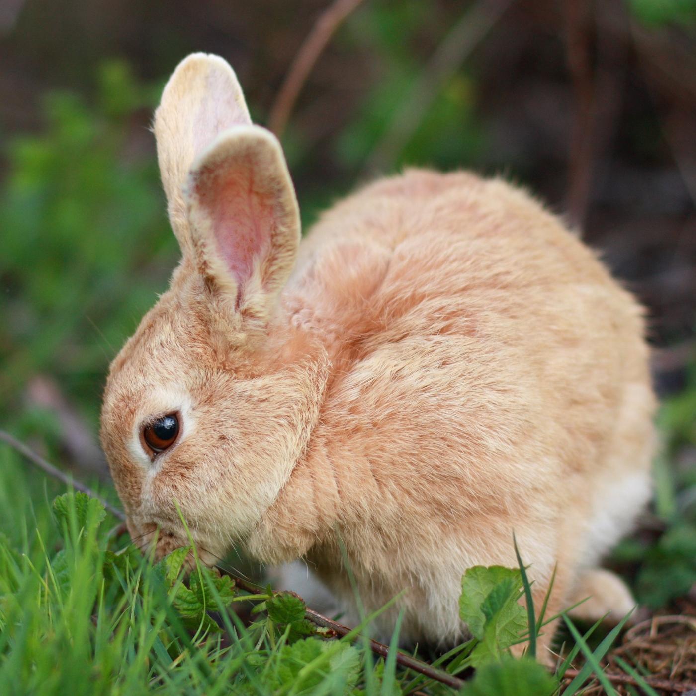 Thumbnail for "Honey Bunny". Thumbnail for "Honey Bunny".