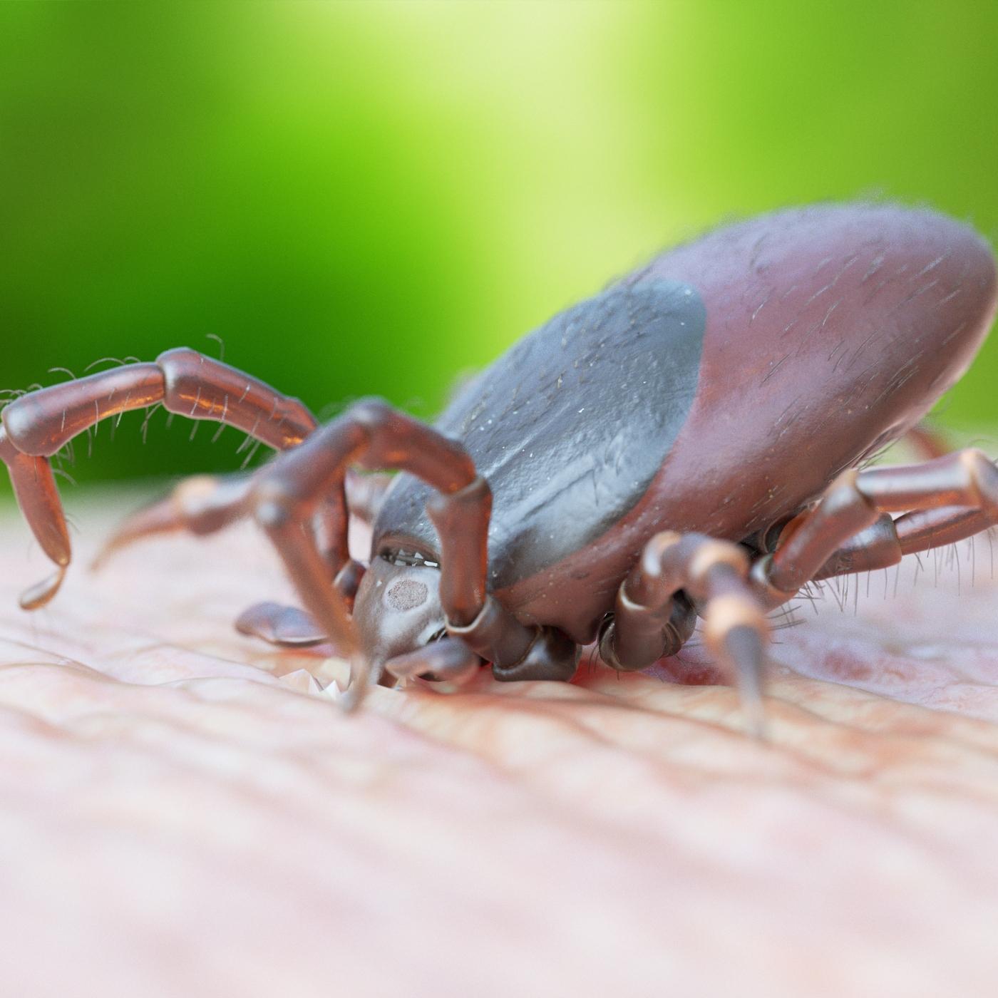 Thumbnail for "Lyme". Thumbnail for "Lyme".