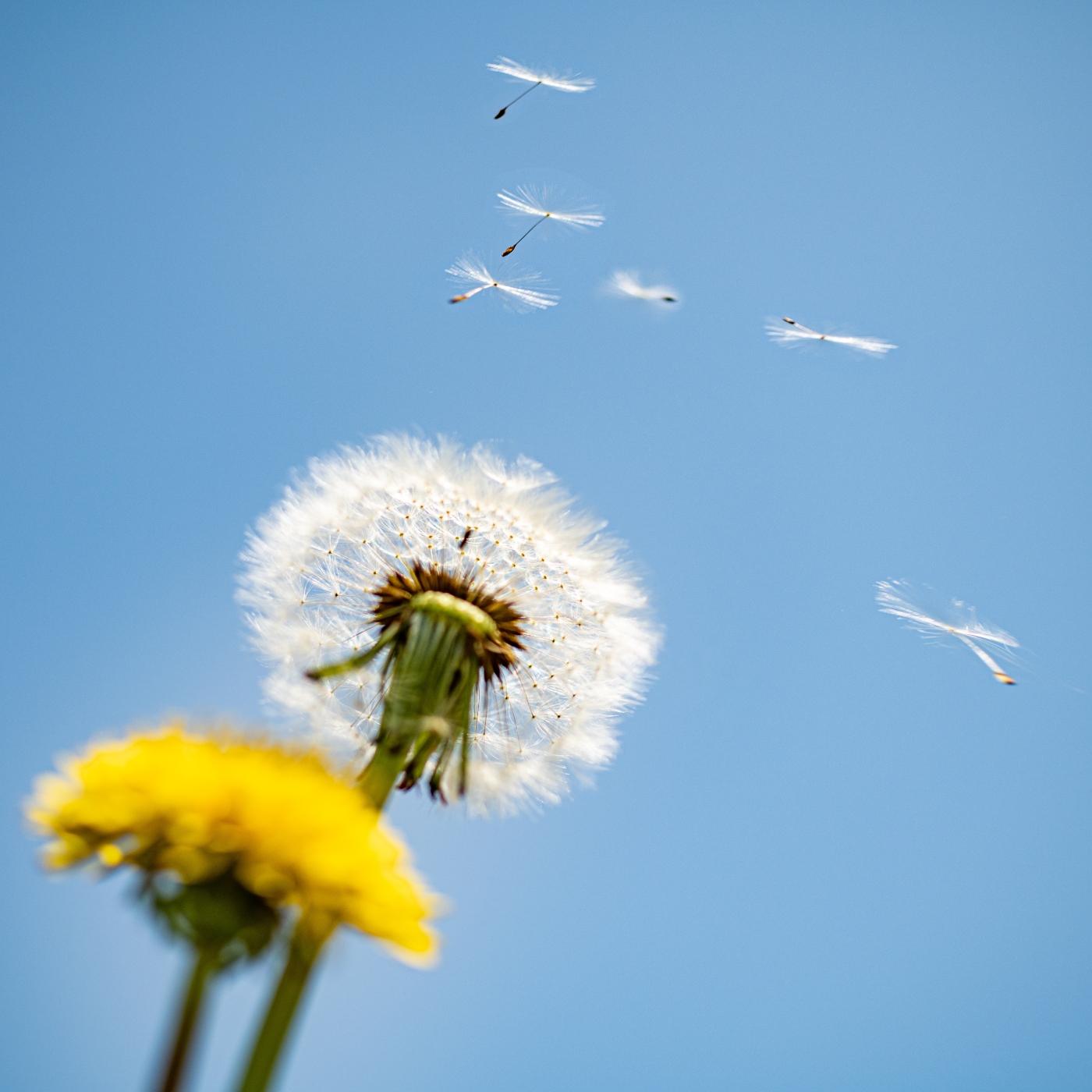 Thumbnail for "Taraxacum officinale". Thumbnail for "Taraxacum officinale".