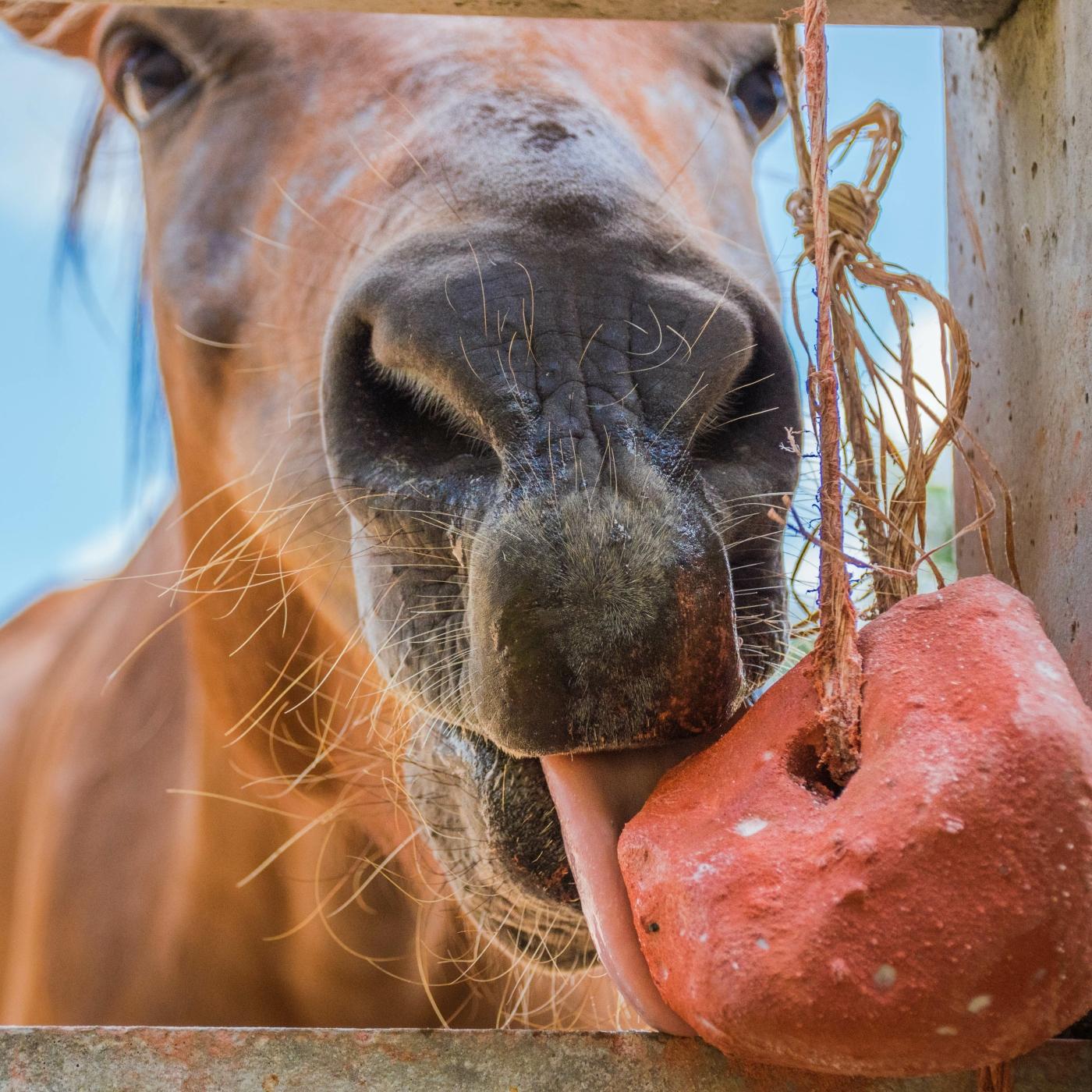 Thumbnail for "A Small Horse Eats the Heart of a Man Who Left". Thumbnail for "A Small Horse Eats the Heart of a Man Who Left".