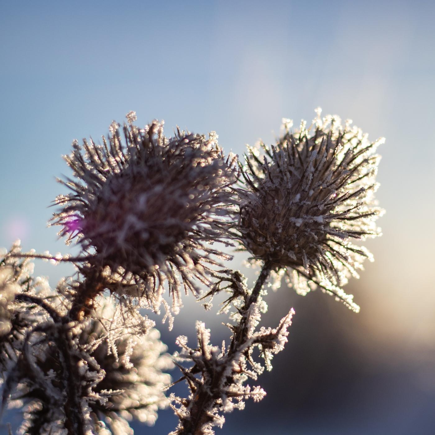 Thumbnail for "Saving Light". Thumbnail for "Saving Light".