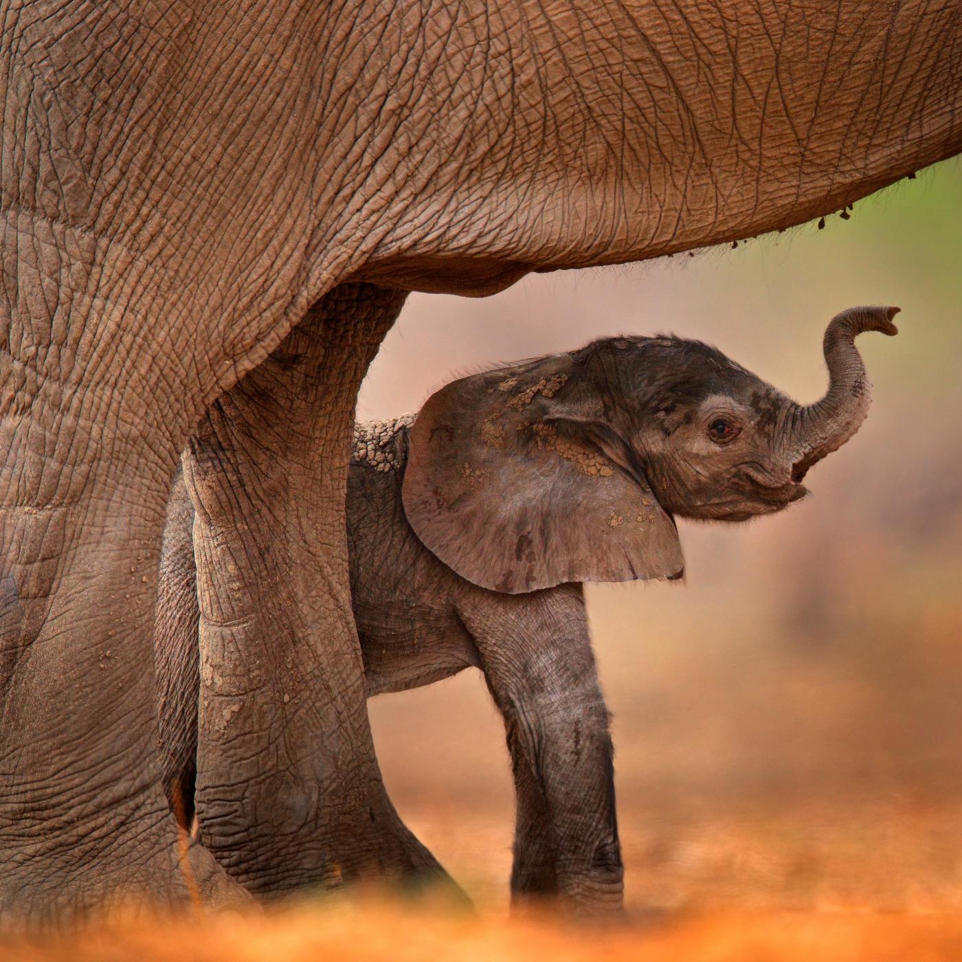 Thumbnail for "Elephant Born". Thumbnail for "Elephant Born".