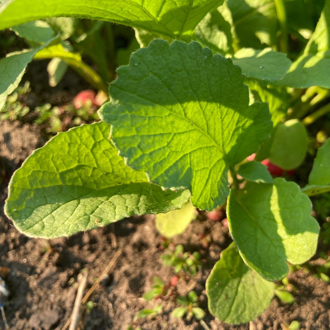 Thumbnail for "Radish Greens". Thumbnail for "Radish Greens".