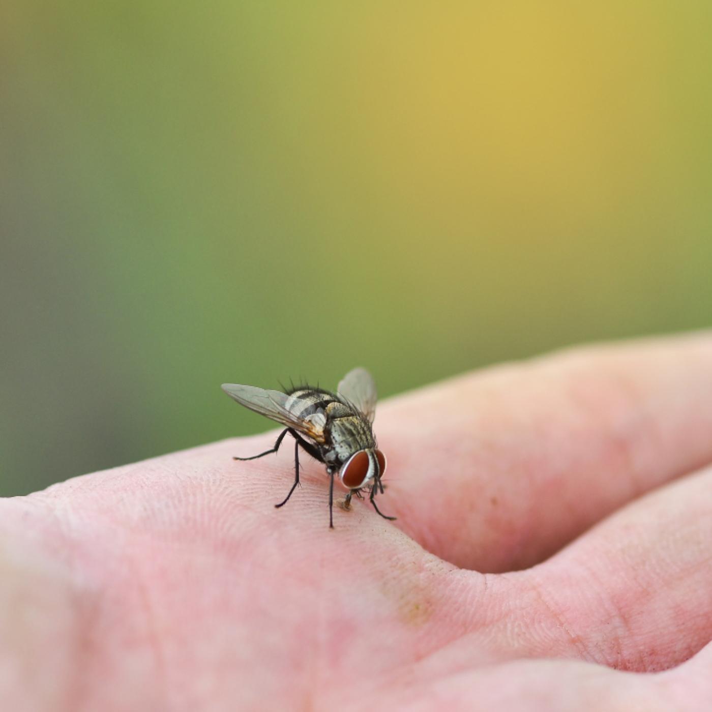 Thumbnail for "Lazarus Laughs". Thumbnail for "Lazarus Laughs".