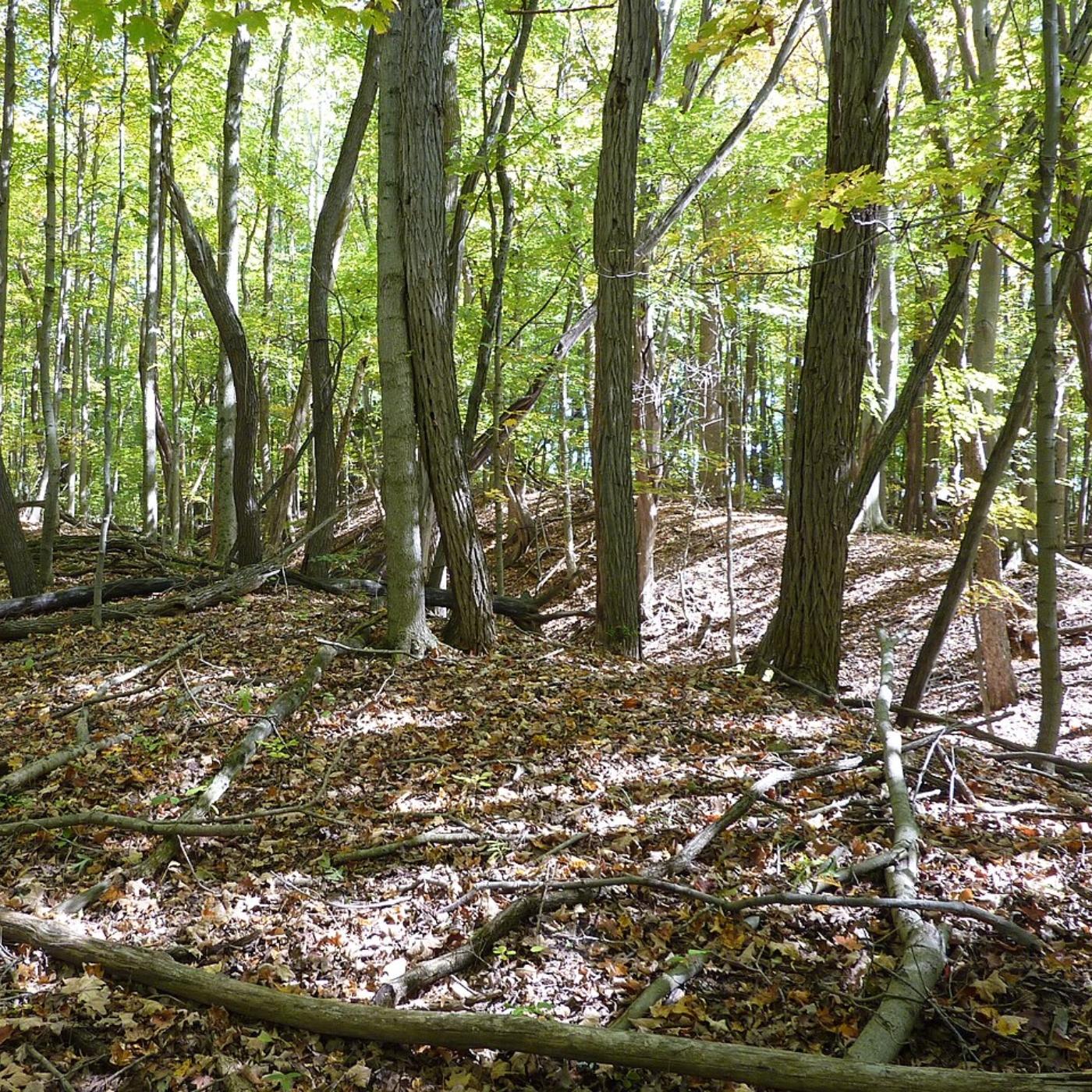 Thumbnail for "Lake Griffy Woods". Thumbnail for "Lake Griffy Woods".